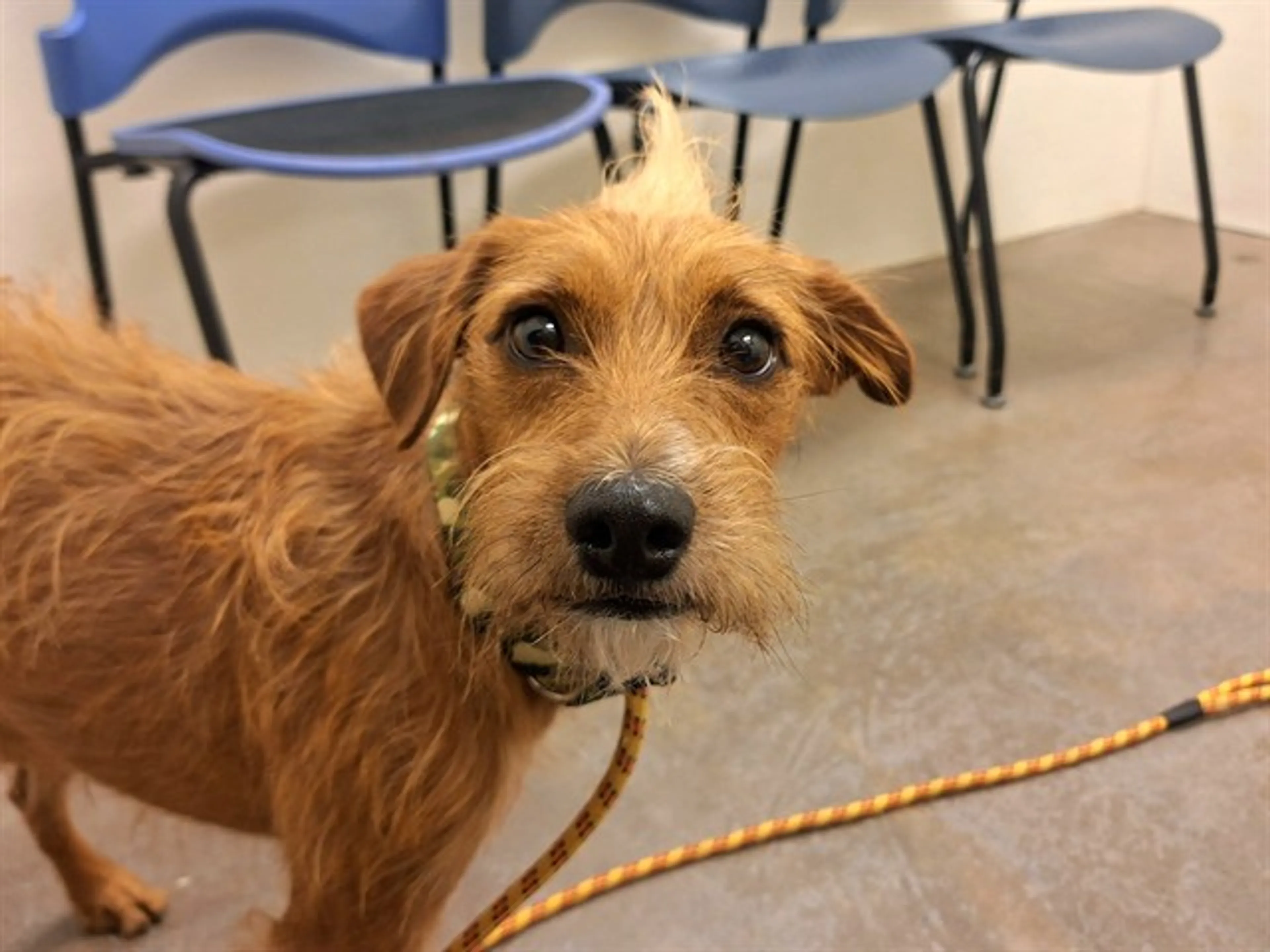 Found pet