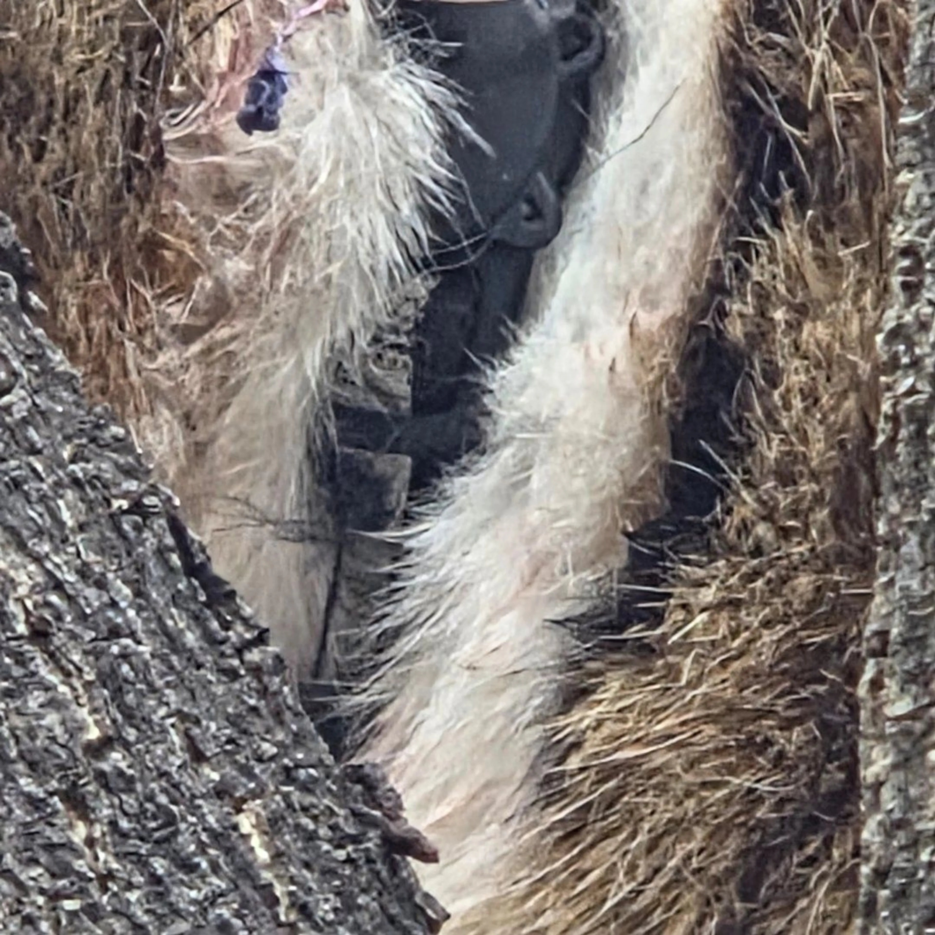 Lost pet-0