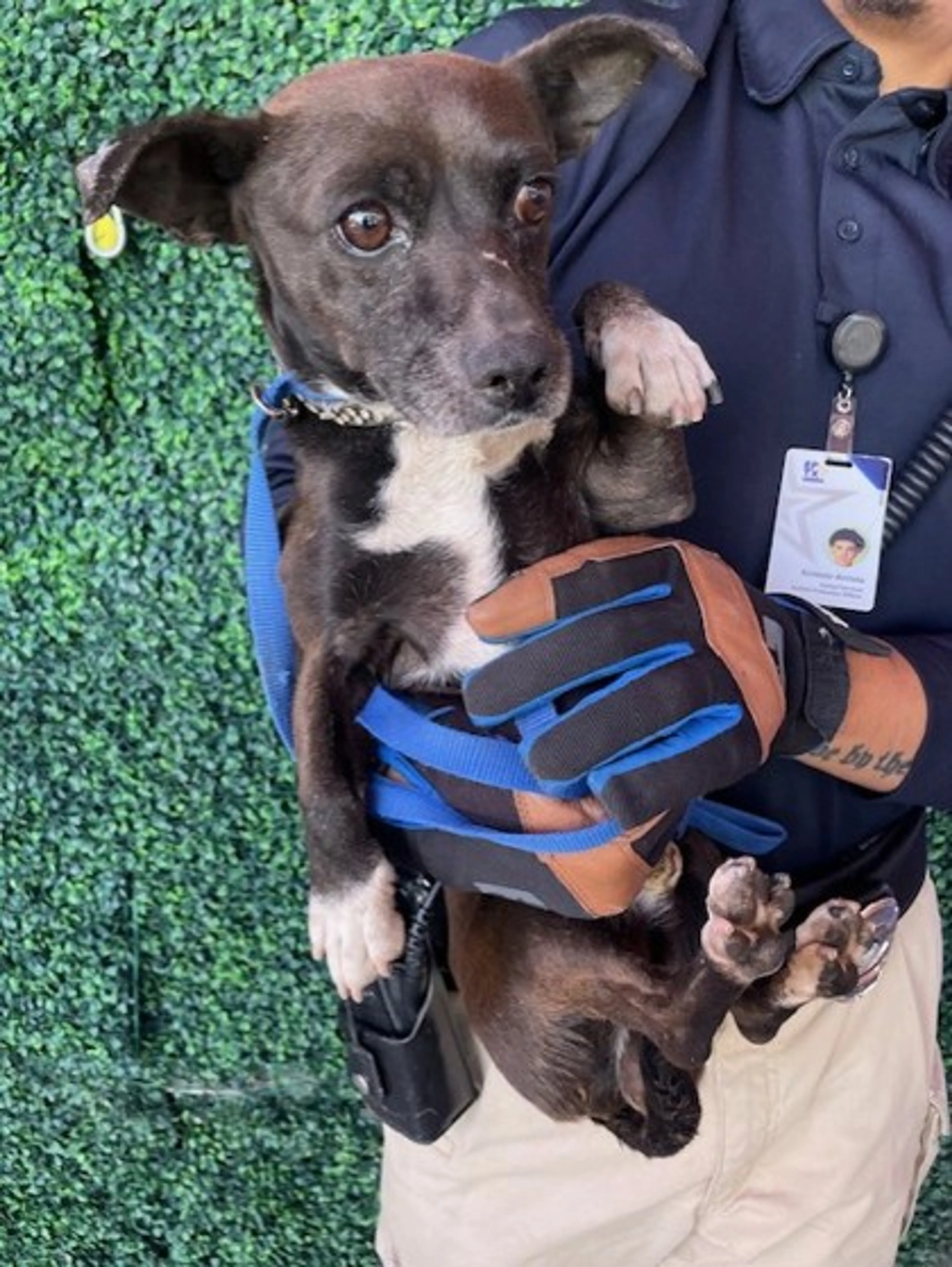 Found pet