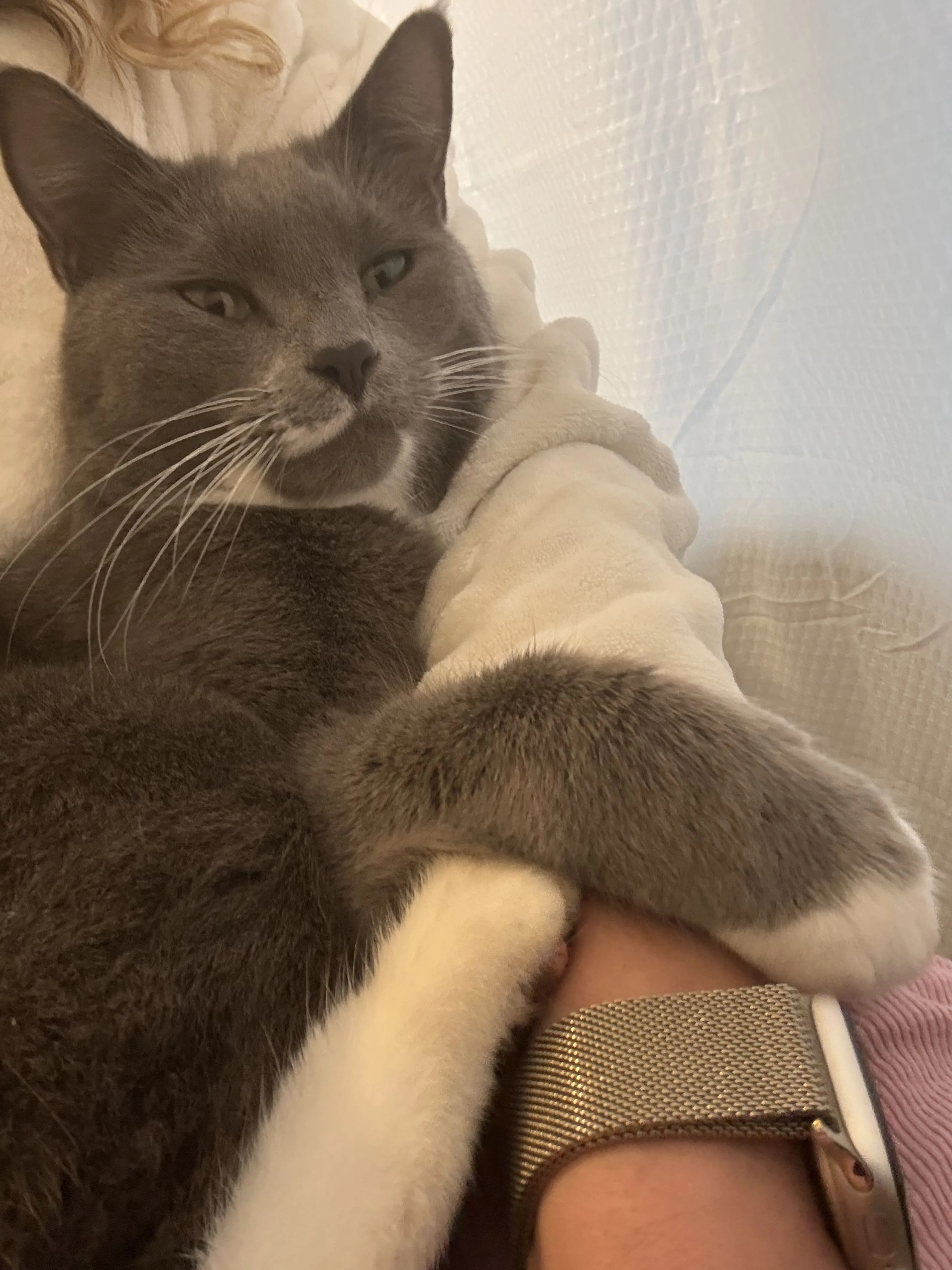 Lost pet