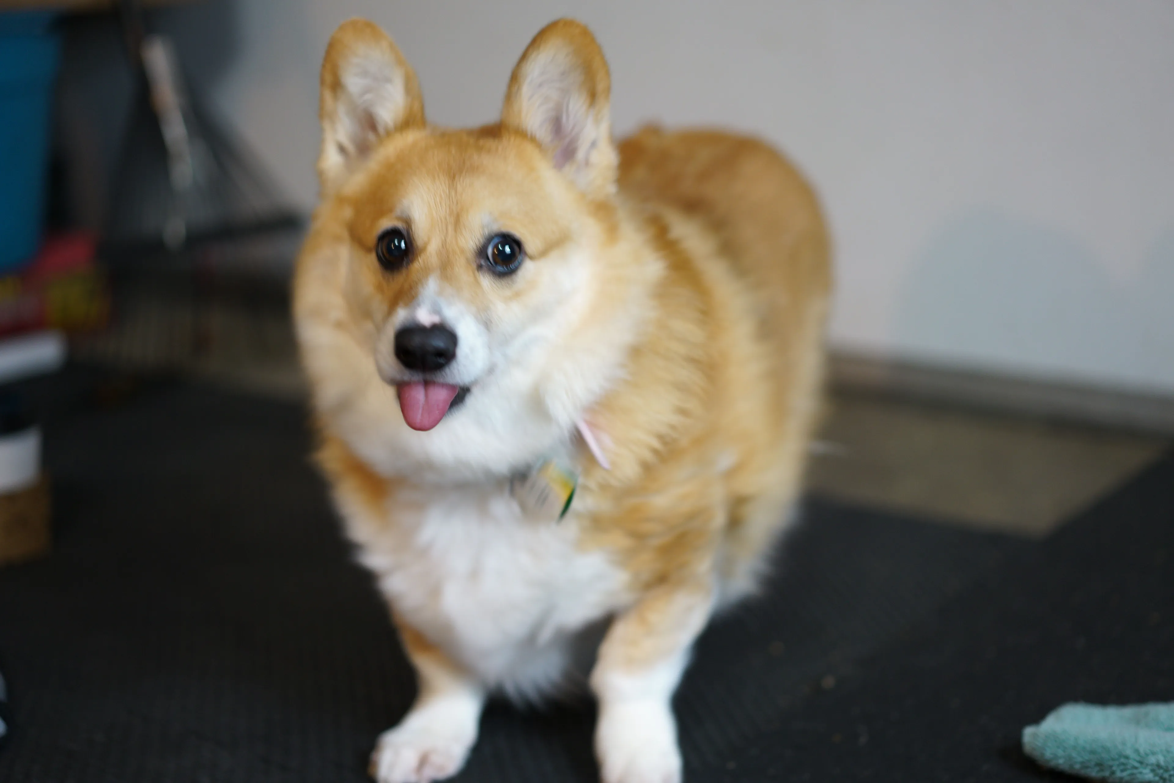 Lost pet-1