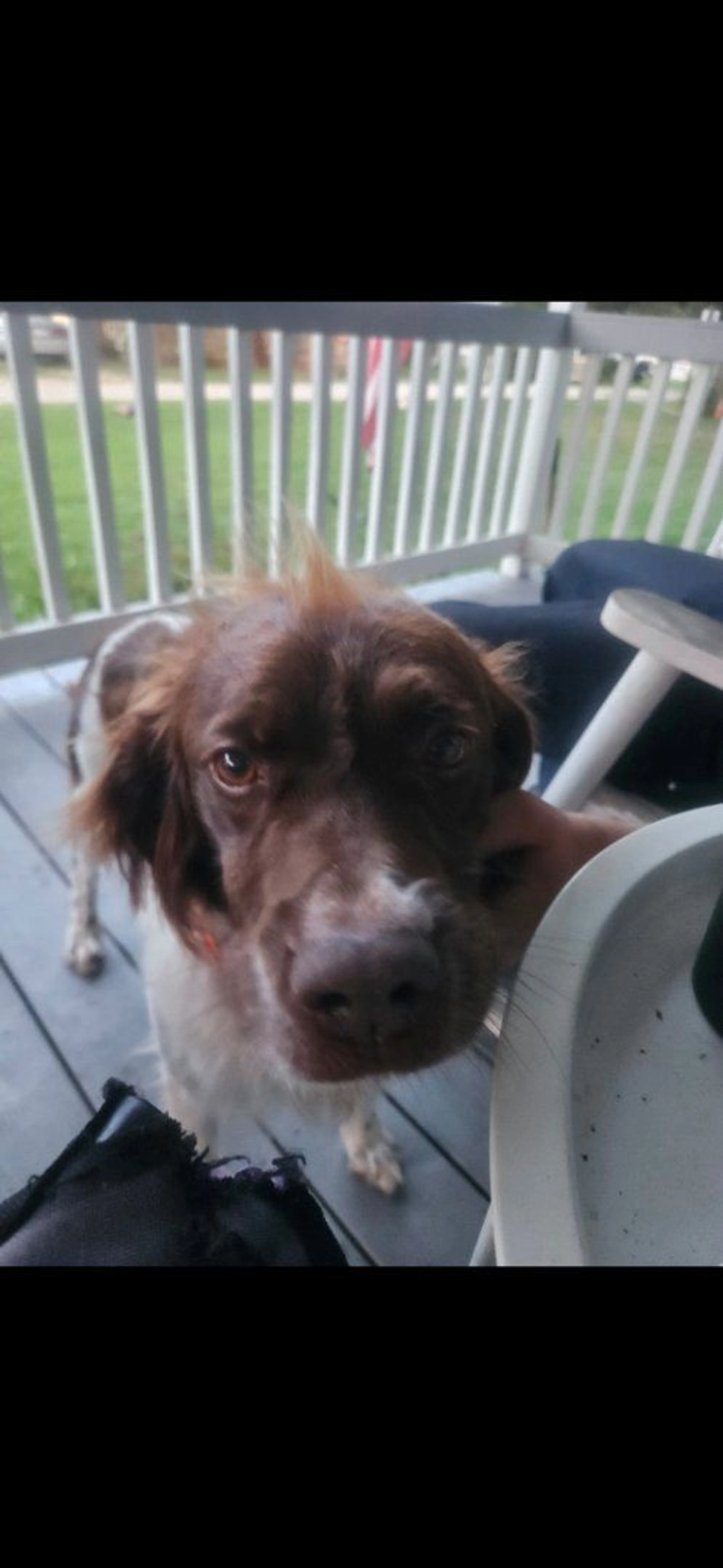 Lost pet-1