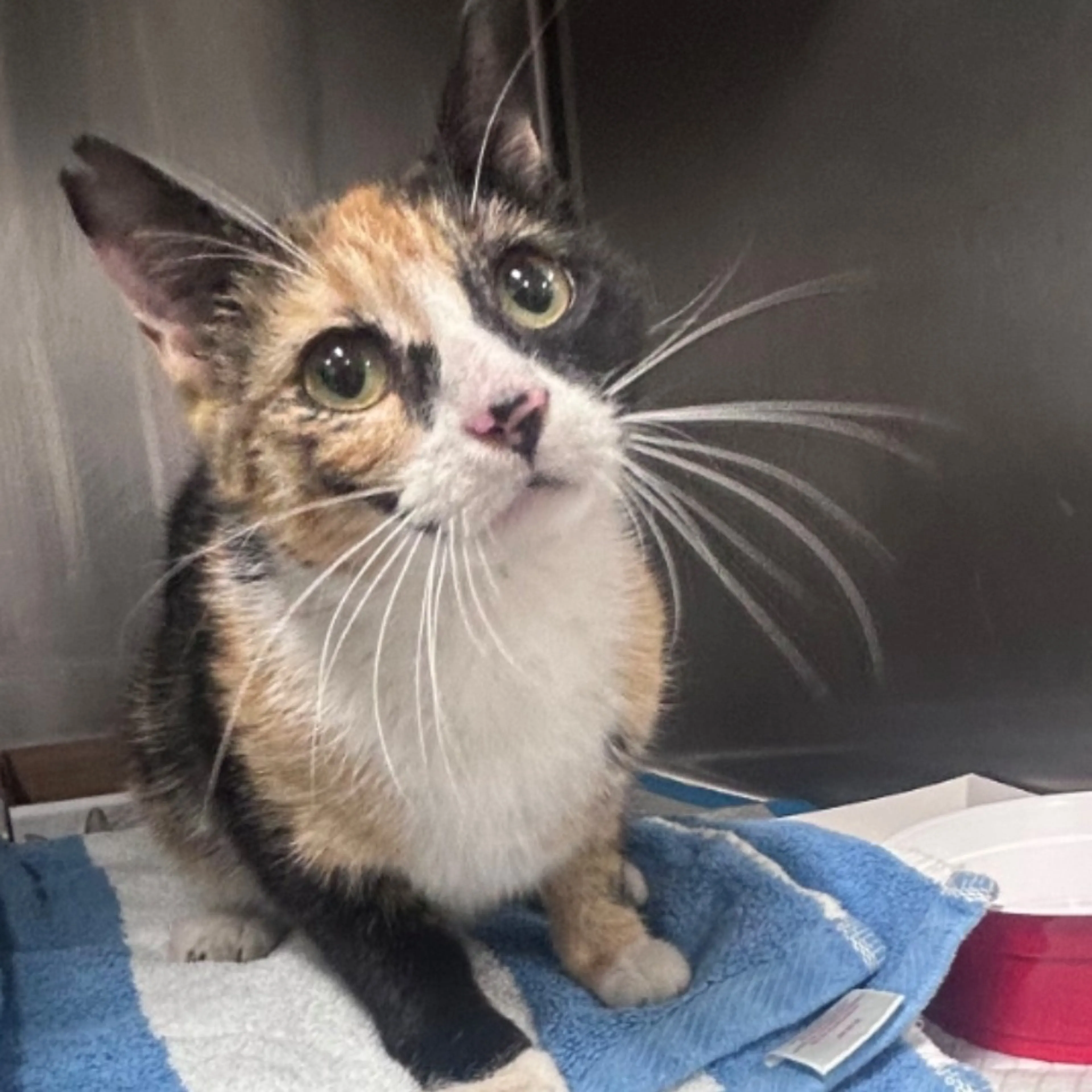 Found pet-1