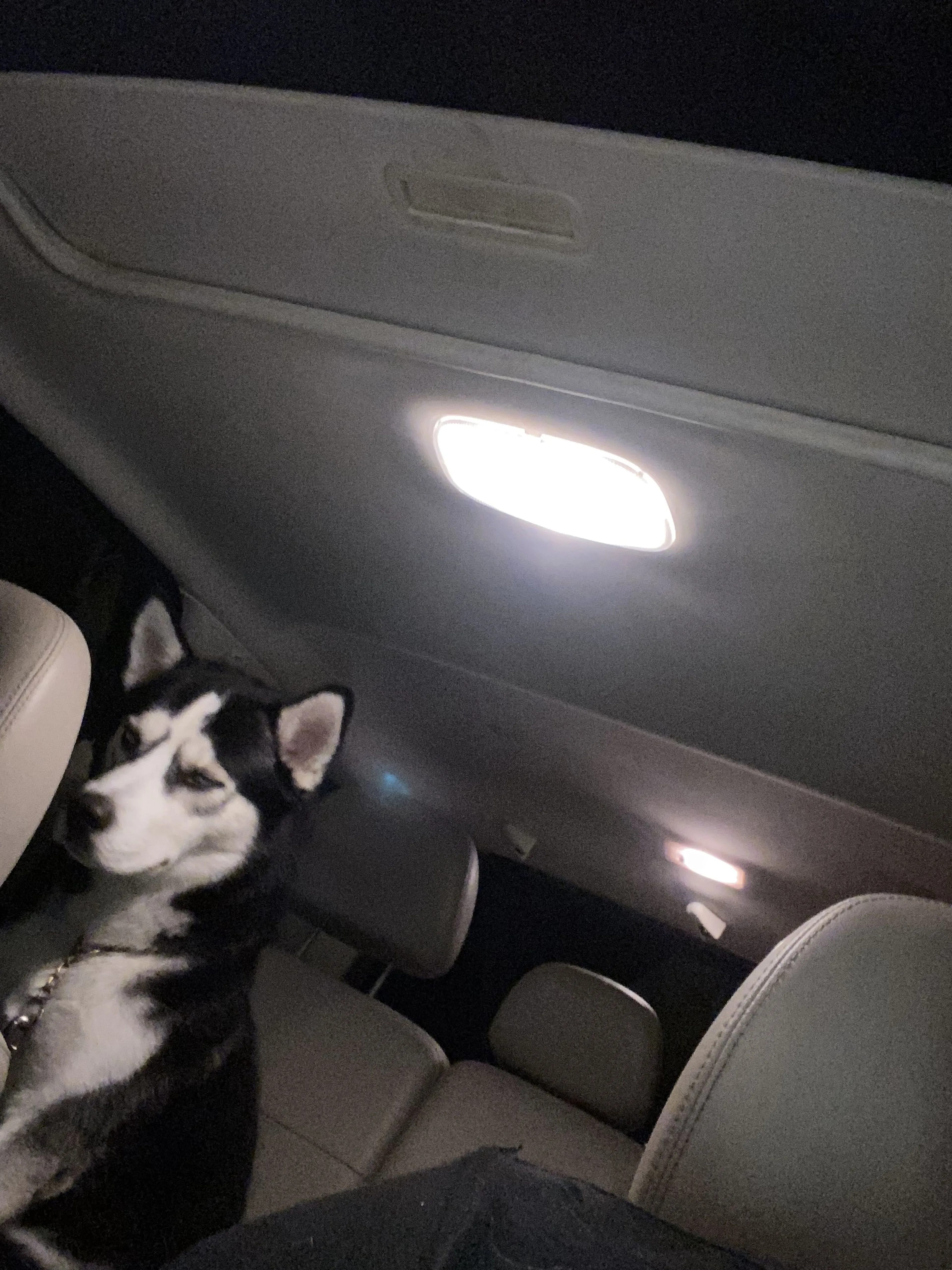 Lost pet-0