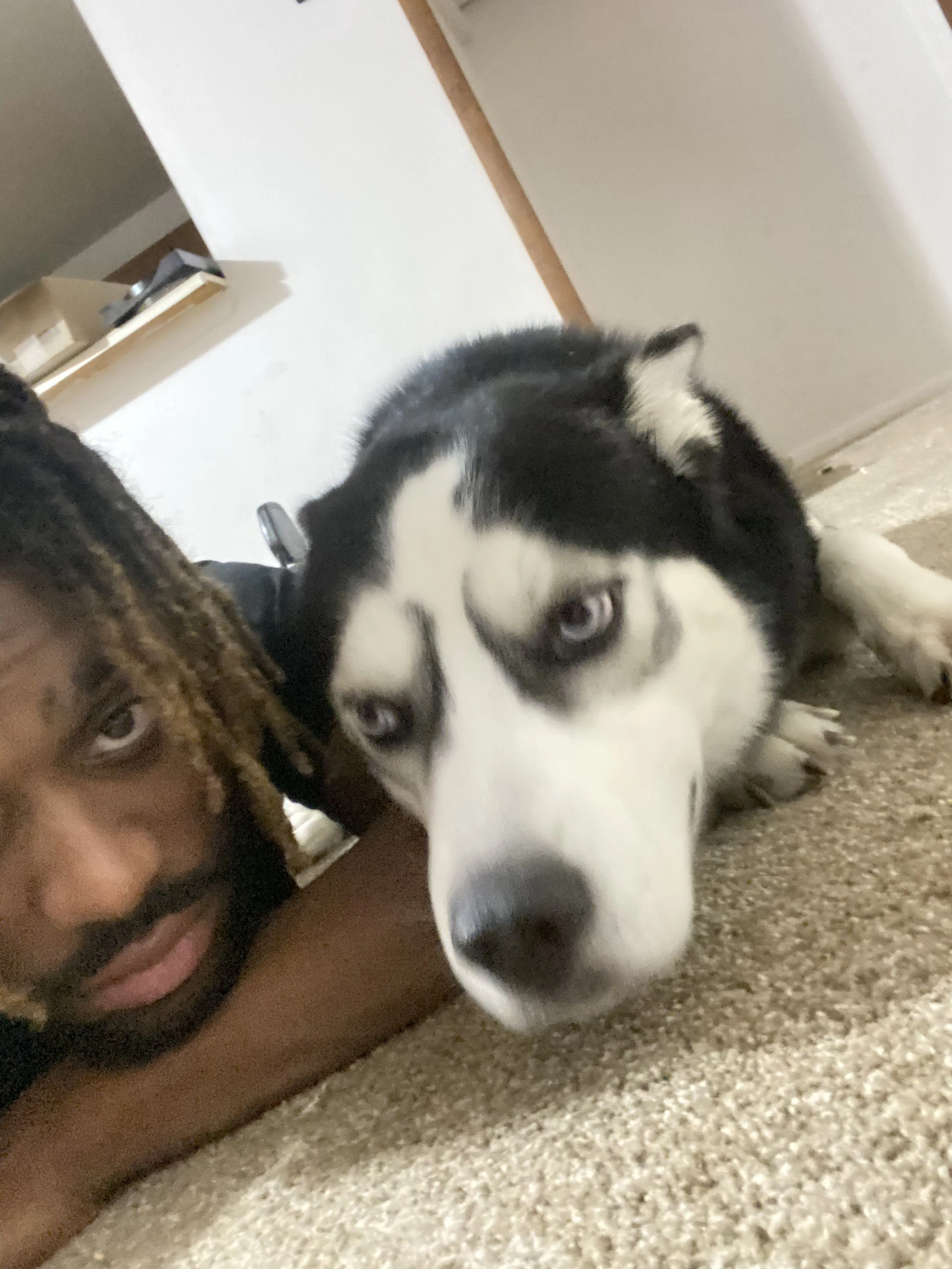 Lost pet-3