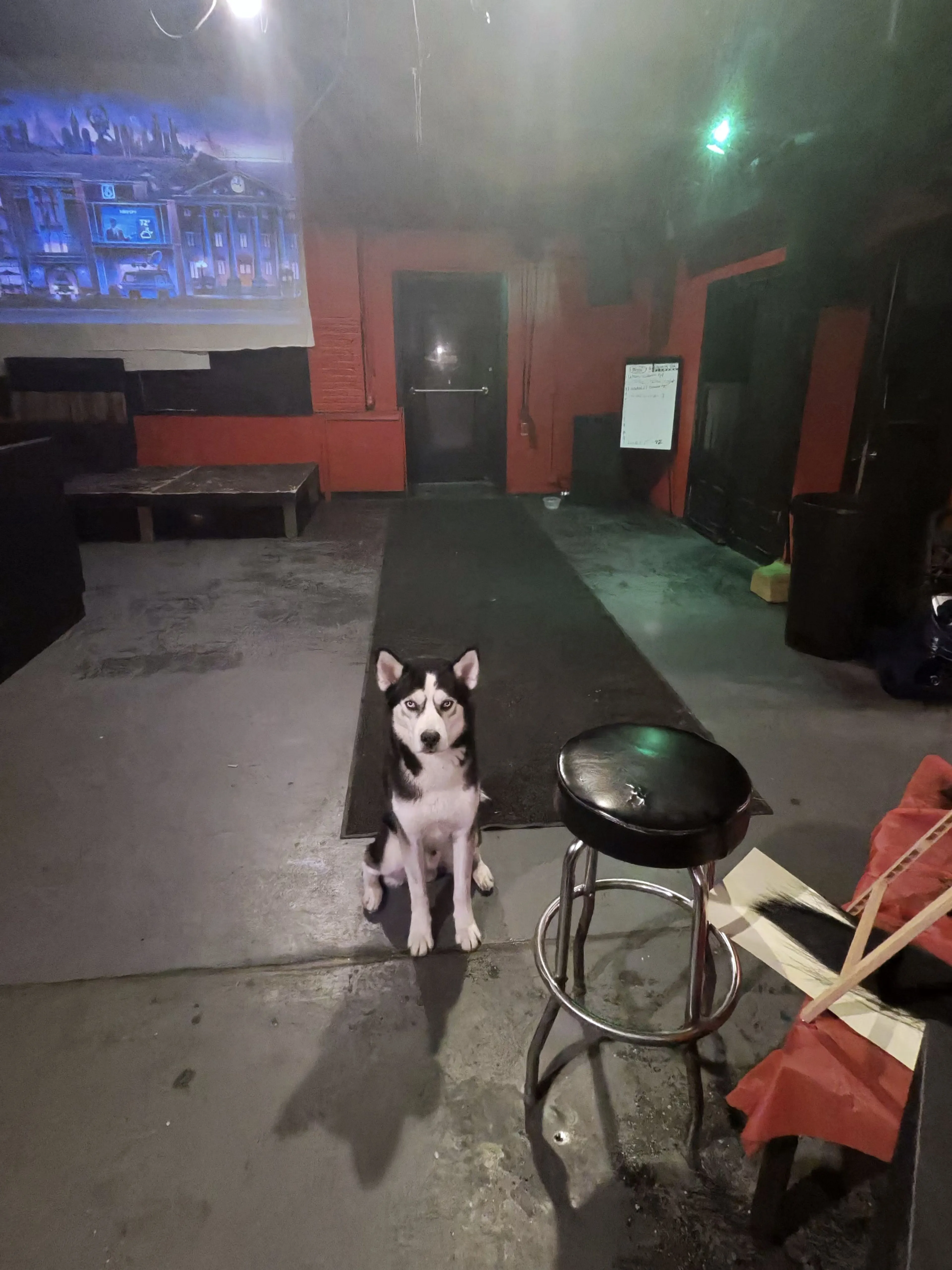 Lost pet-1