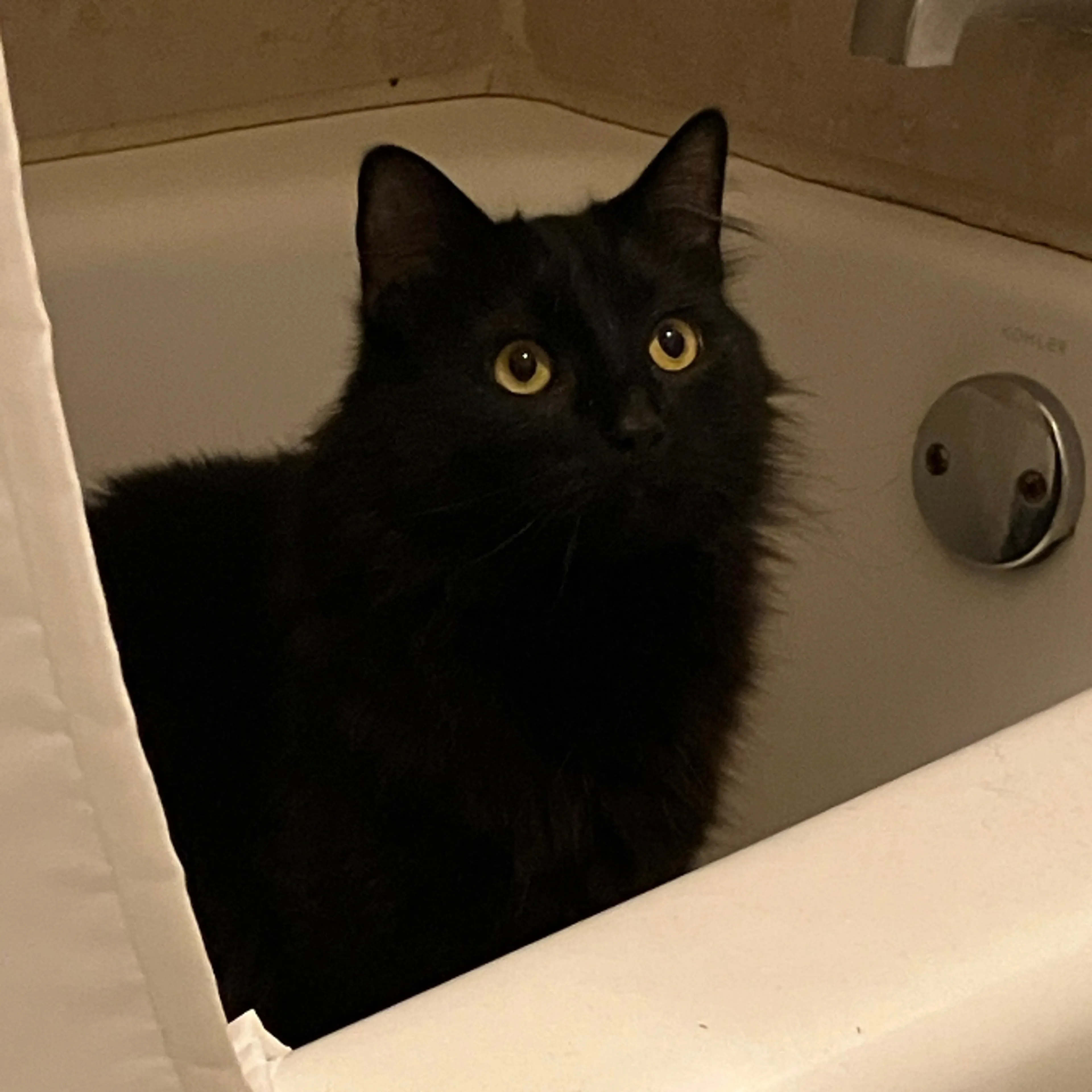 Lost pet-2