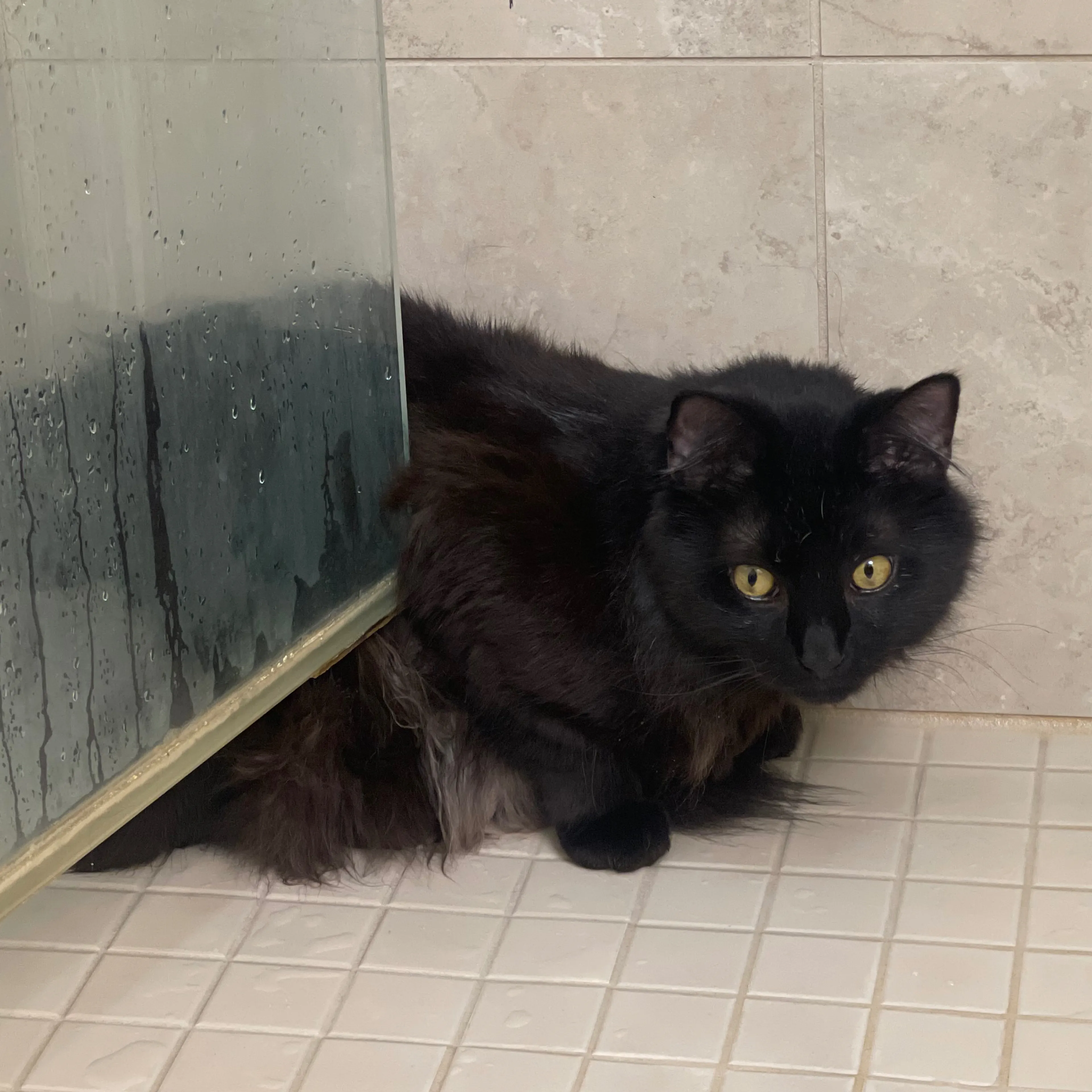 Lost pet-3