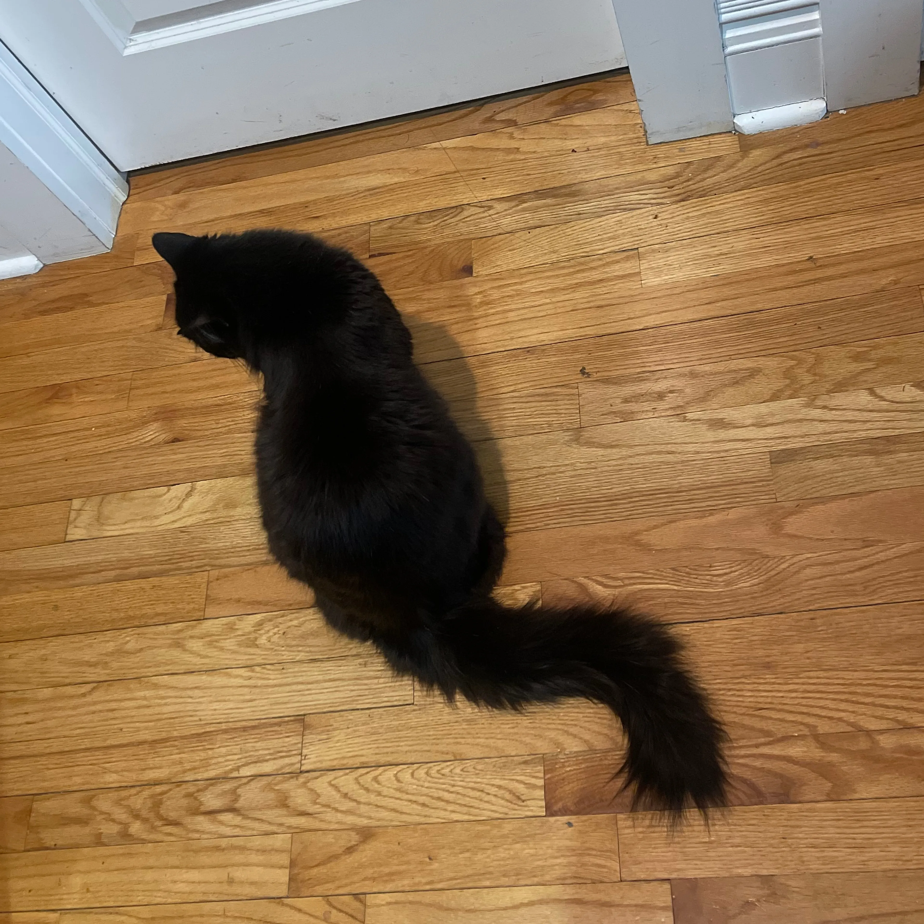 Lost pet-1
