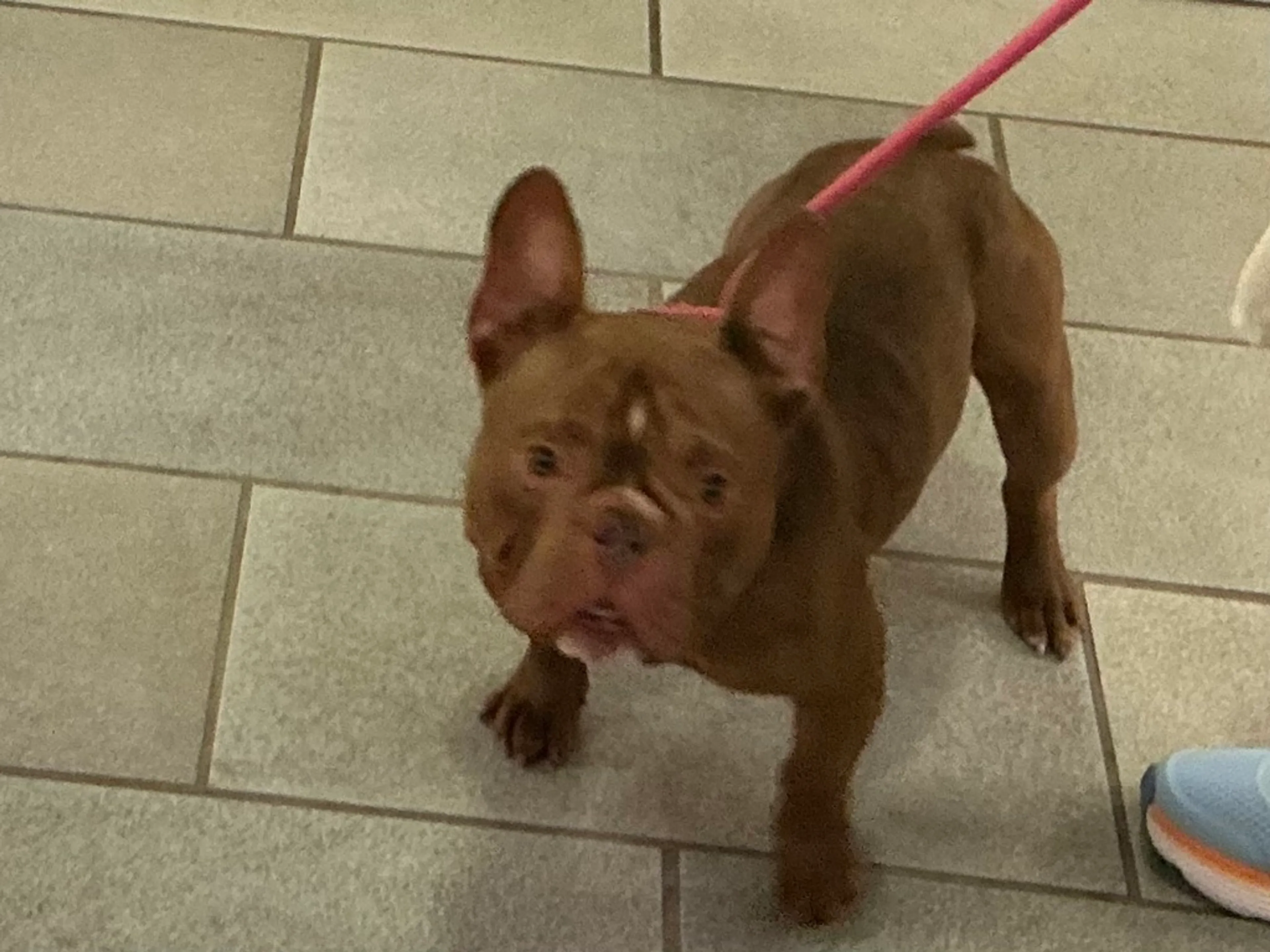 Found pet