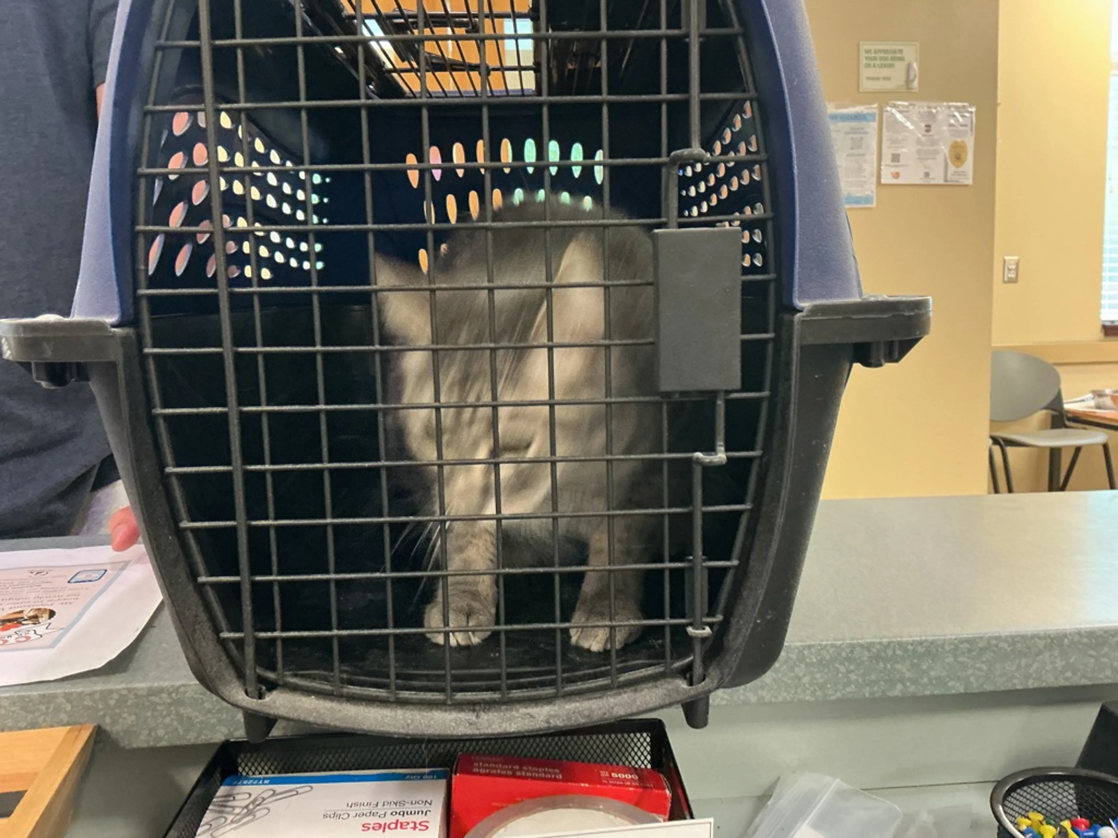 Found pet