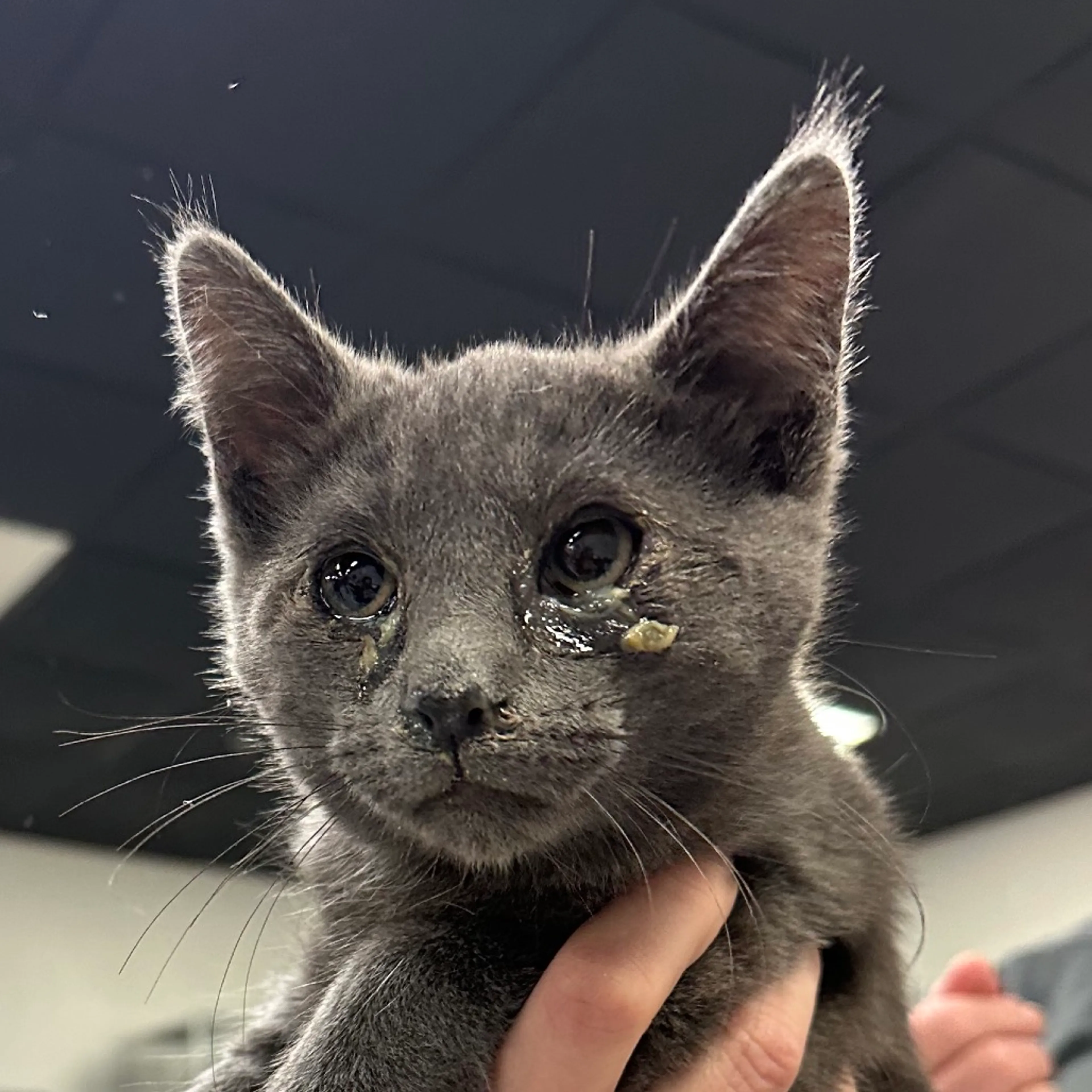 Found pet-1
