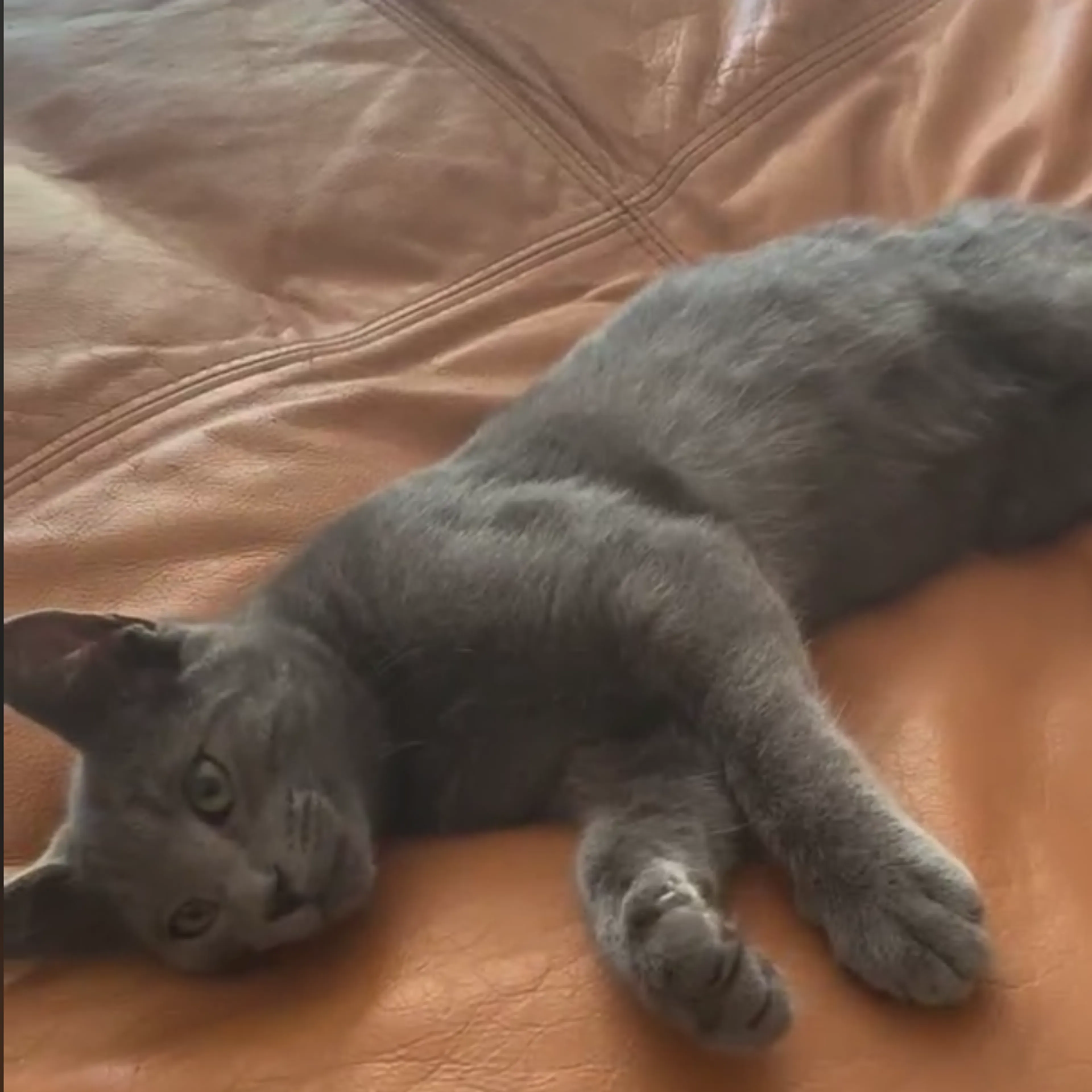 Found pet-5