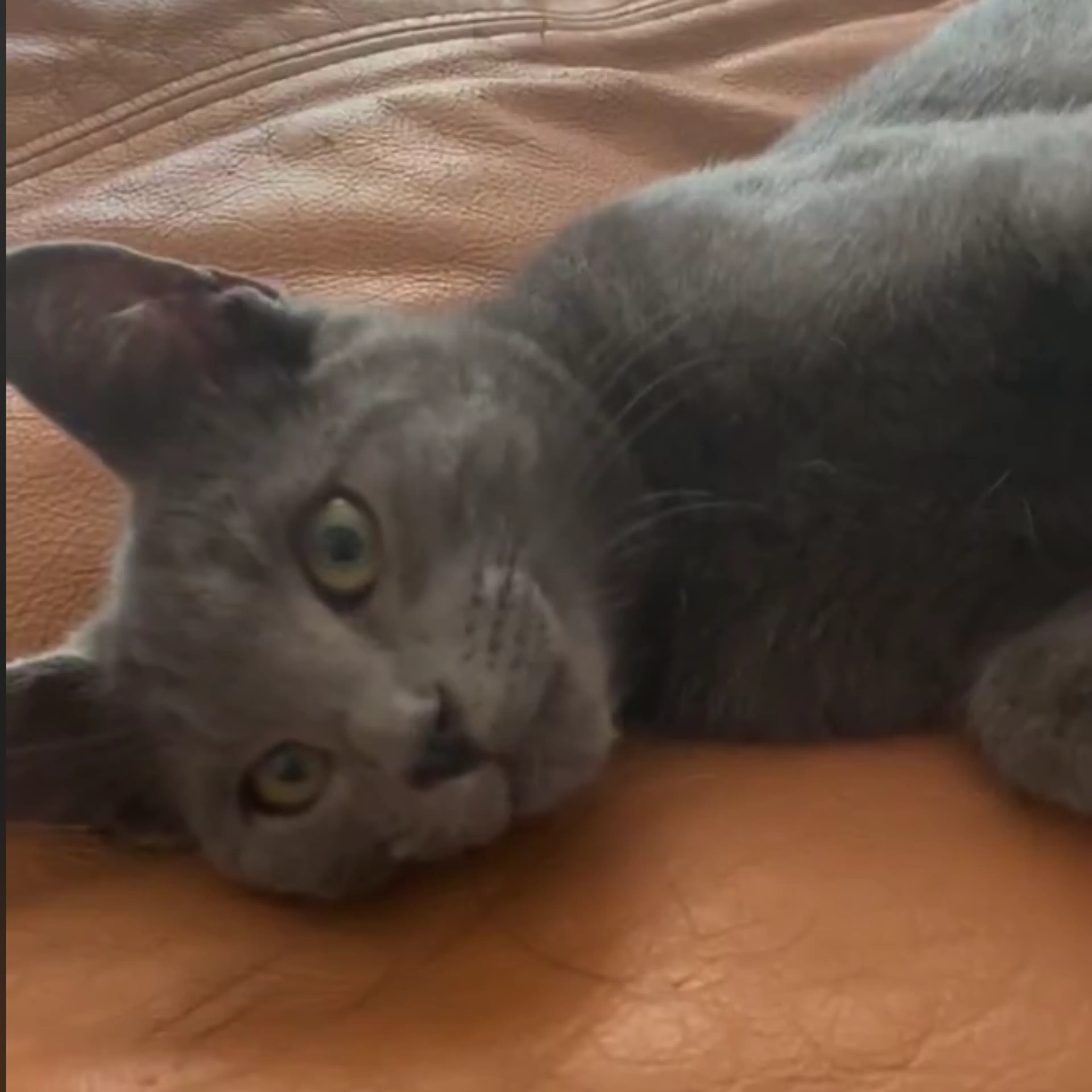 Found pet-6