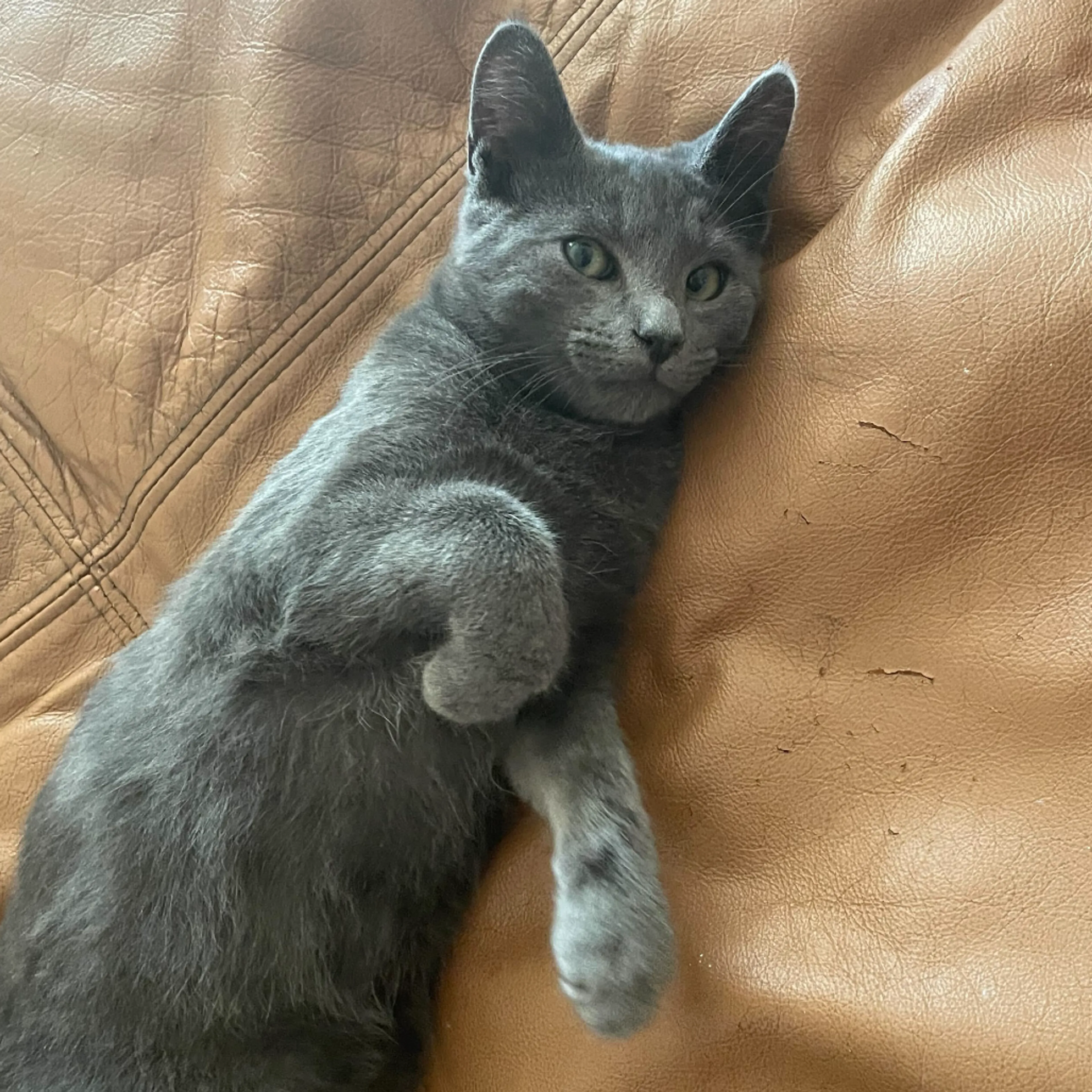 Found pet-2