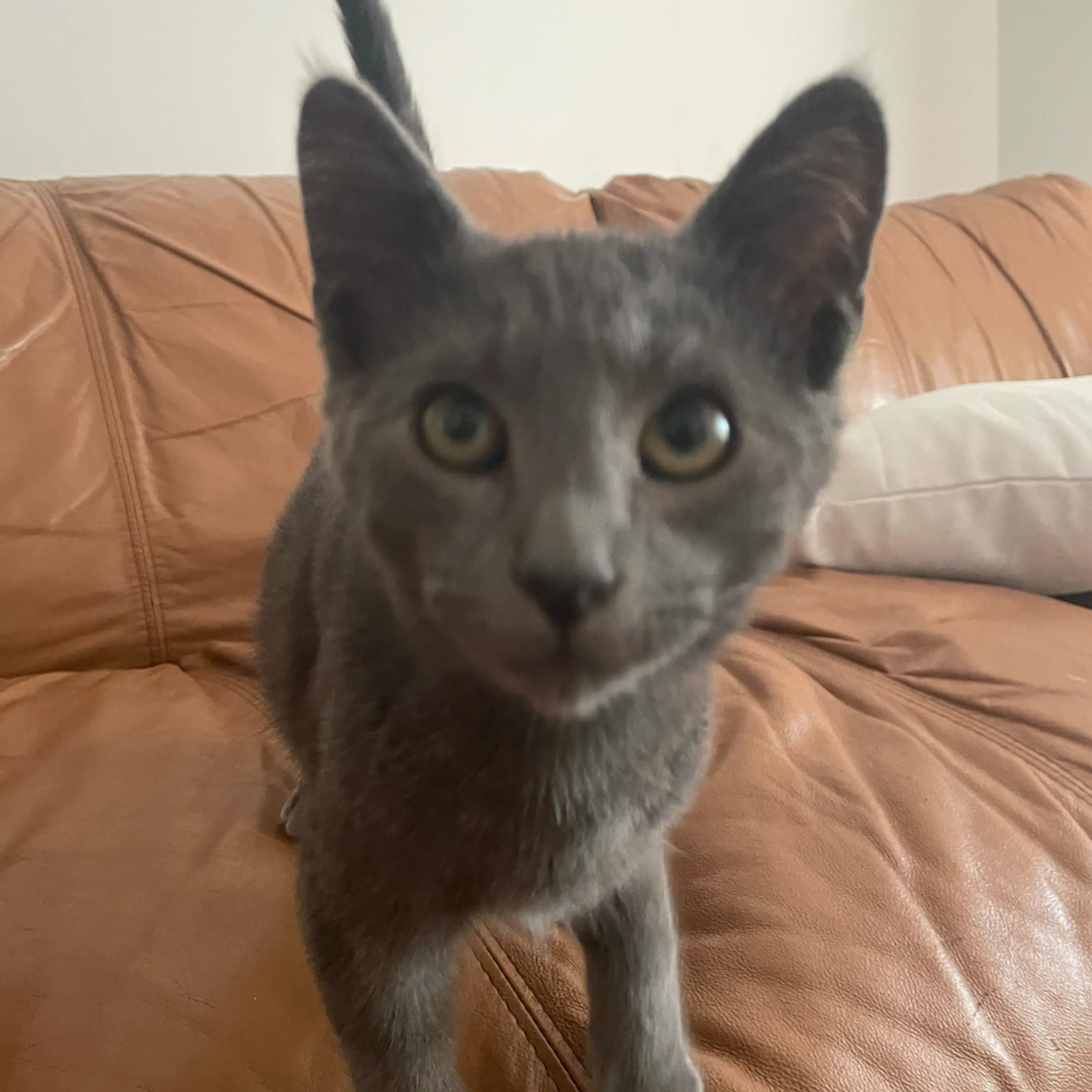 Found pet-3