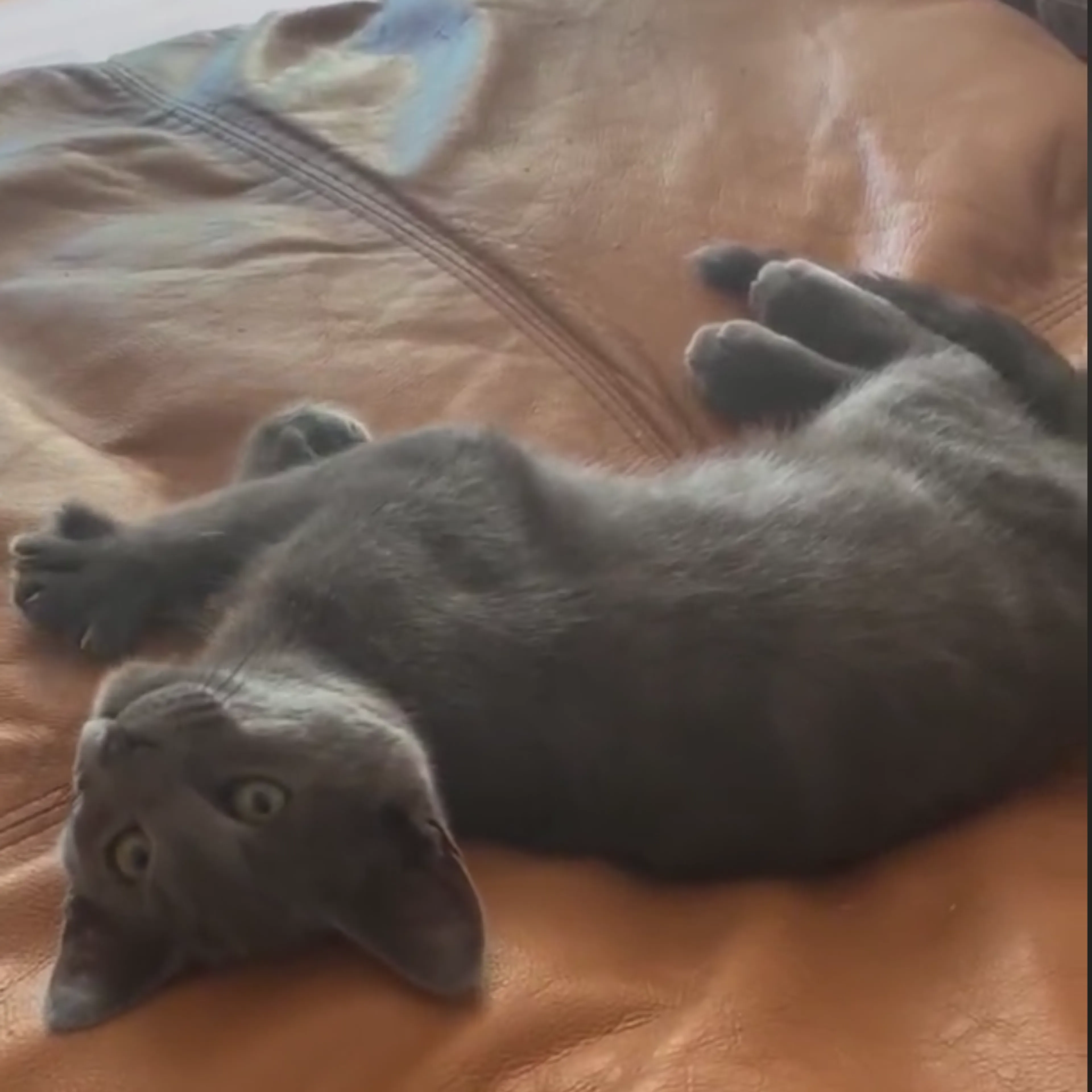 Found pet-4