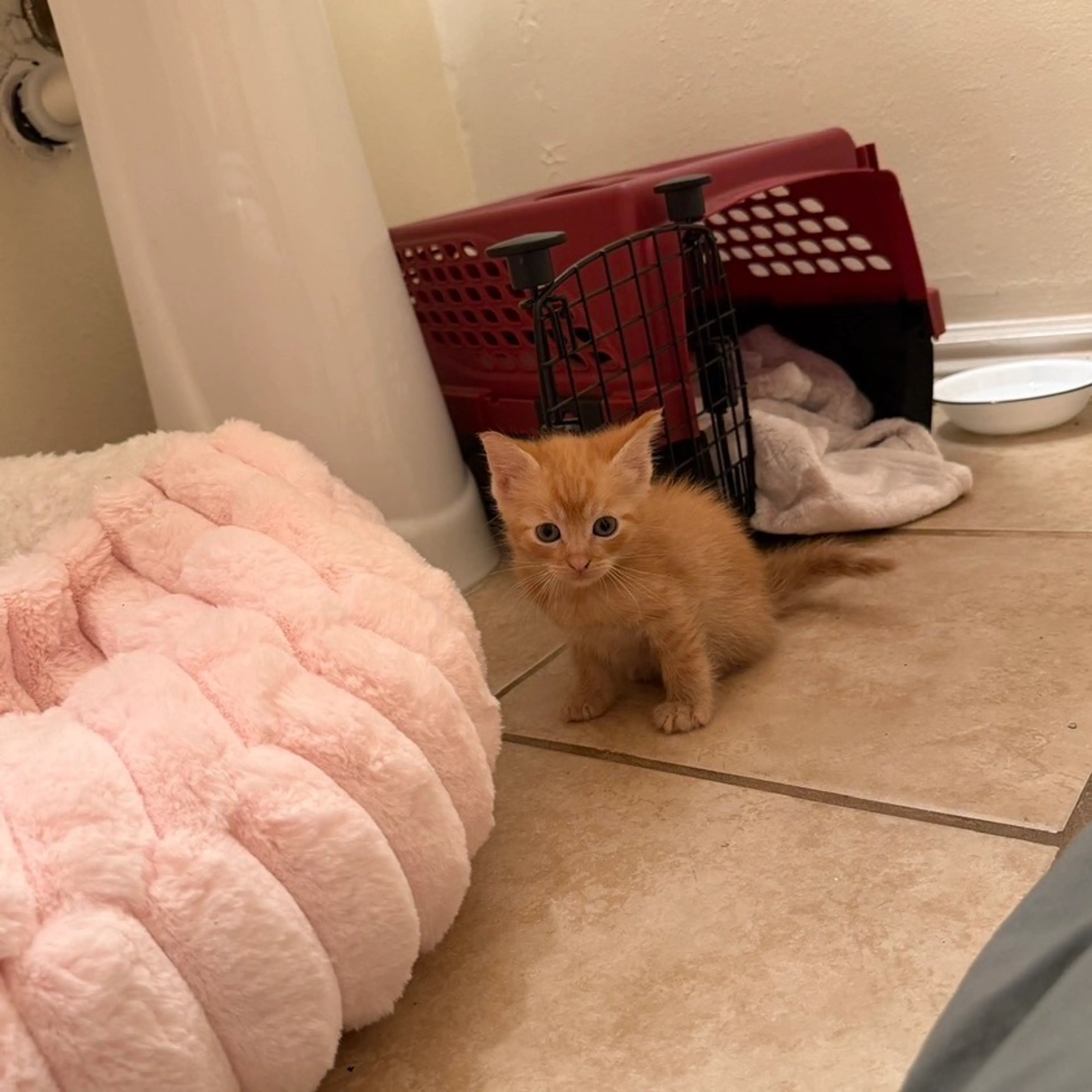 Found pet