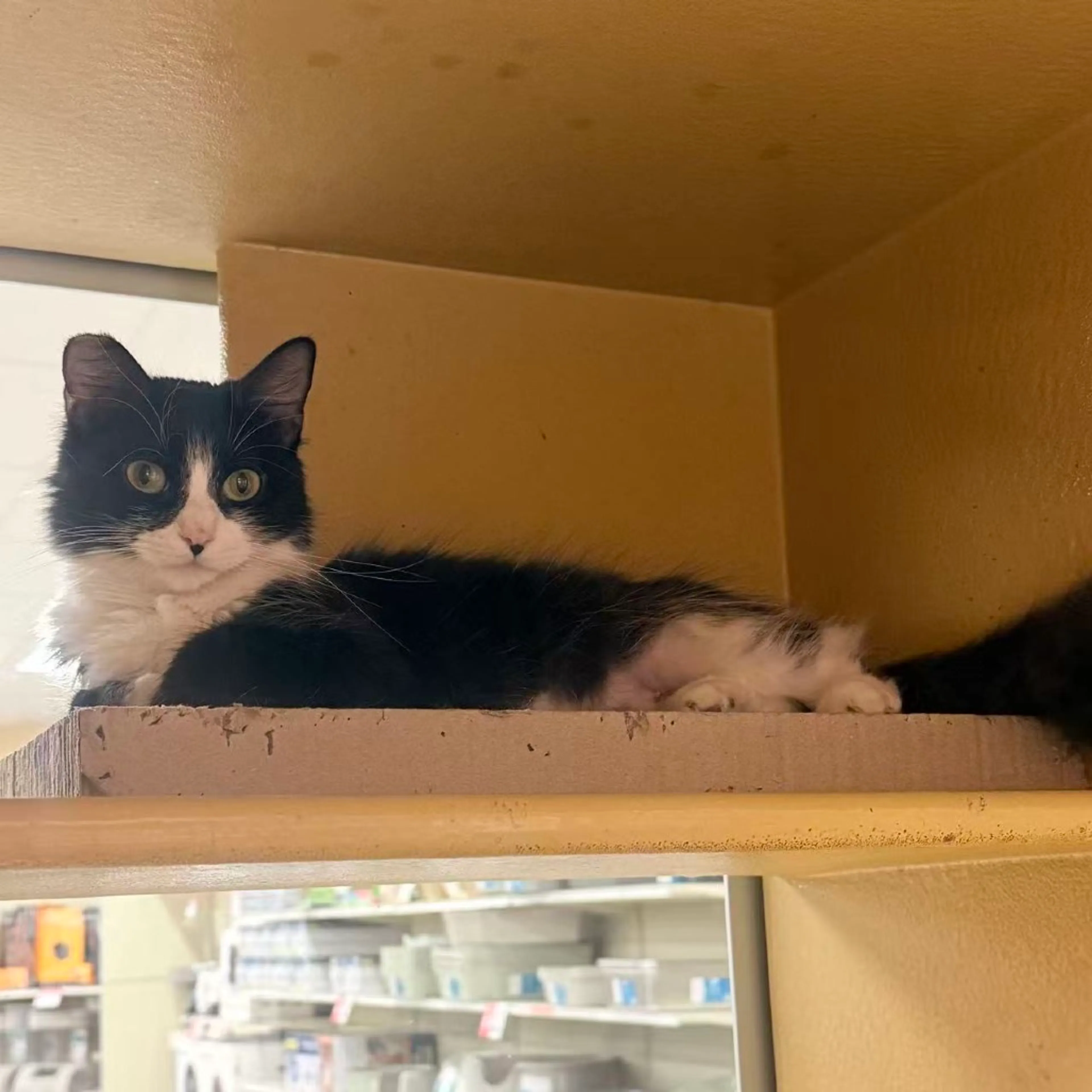 Found pet-5