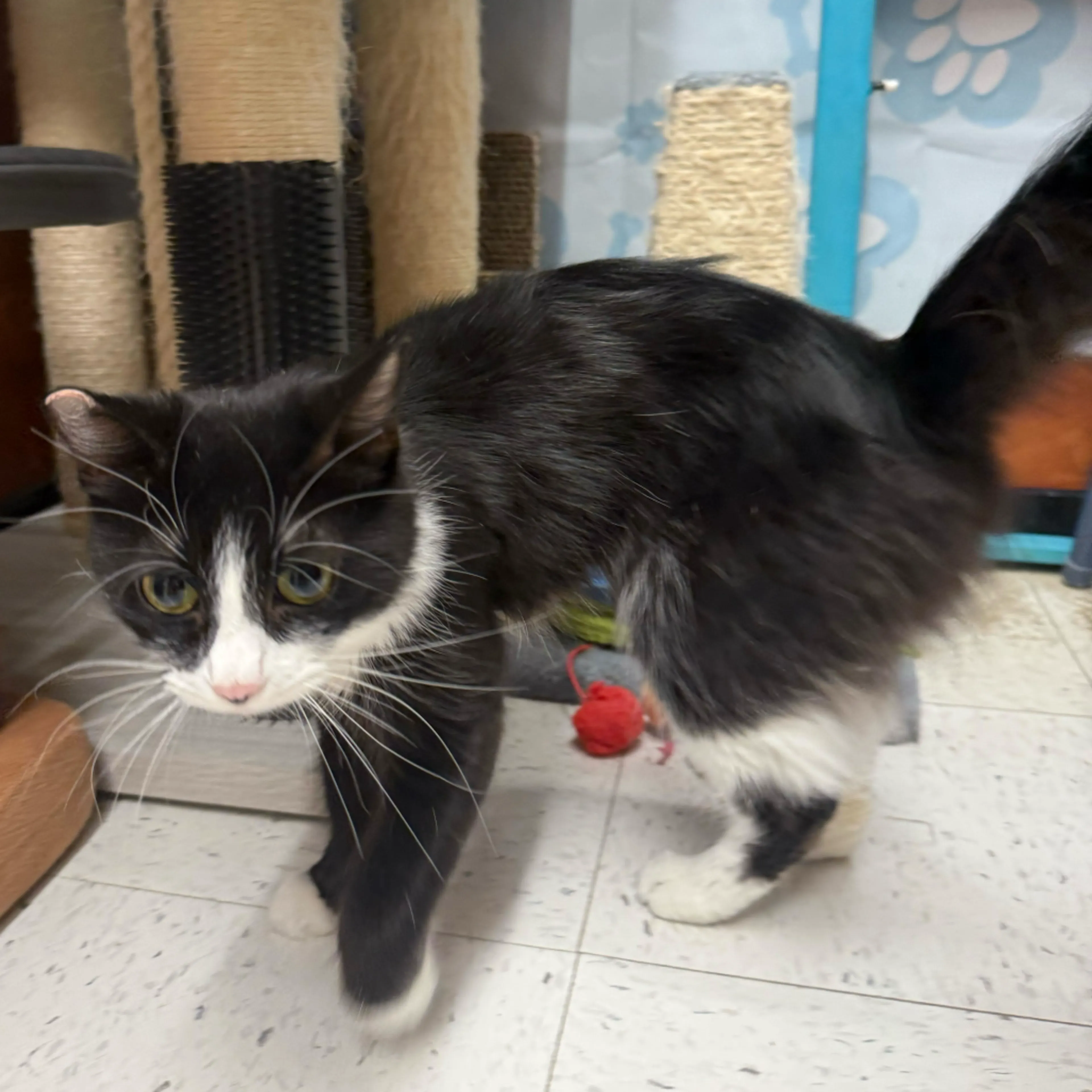 Found pet-6