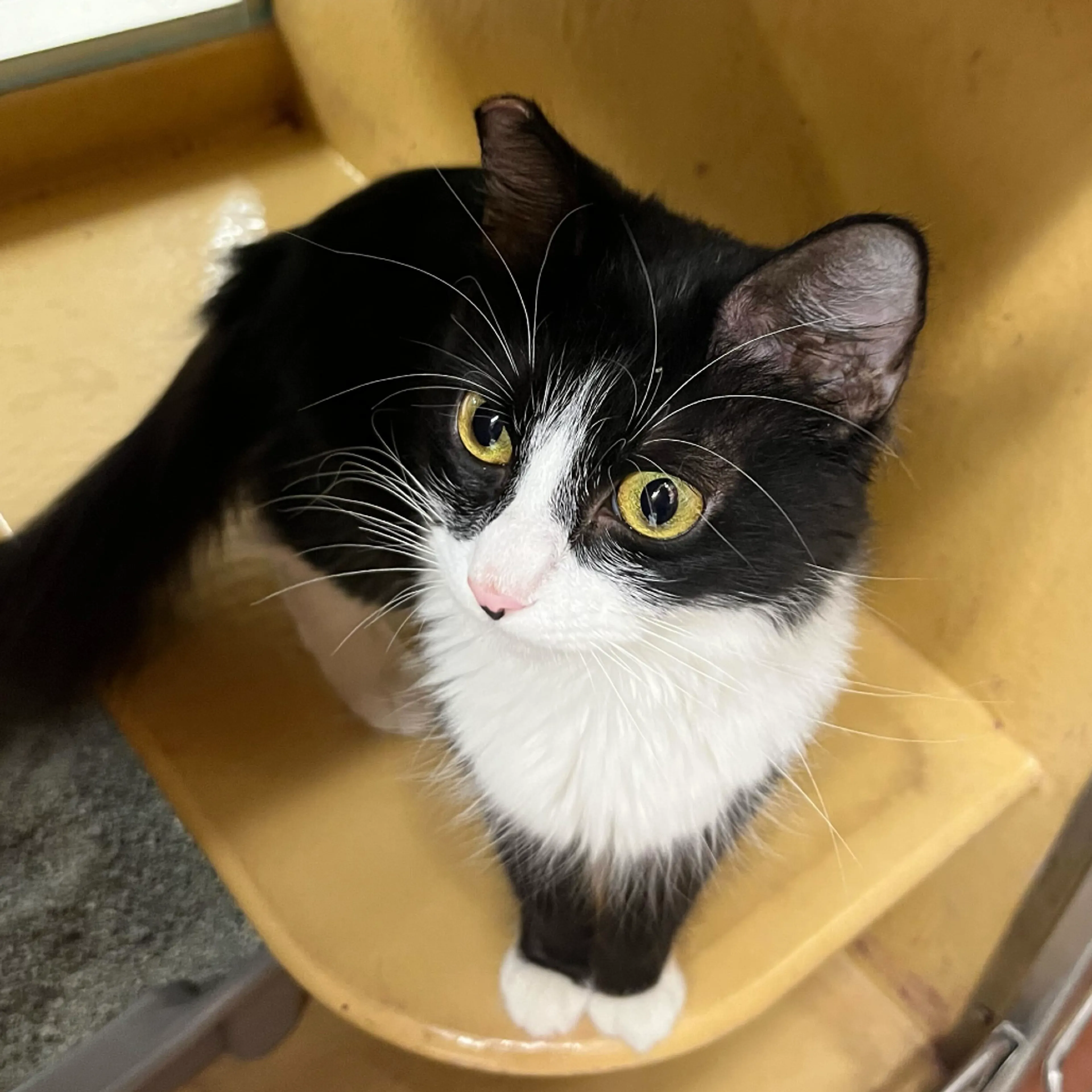 Found pet-3