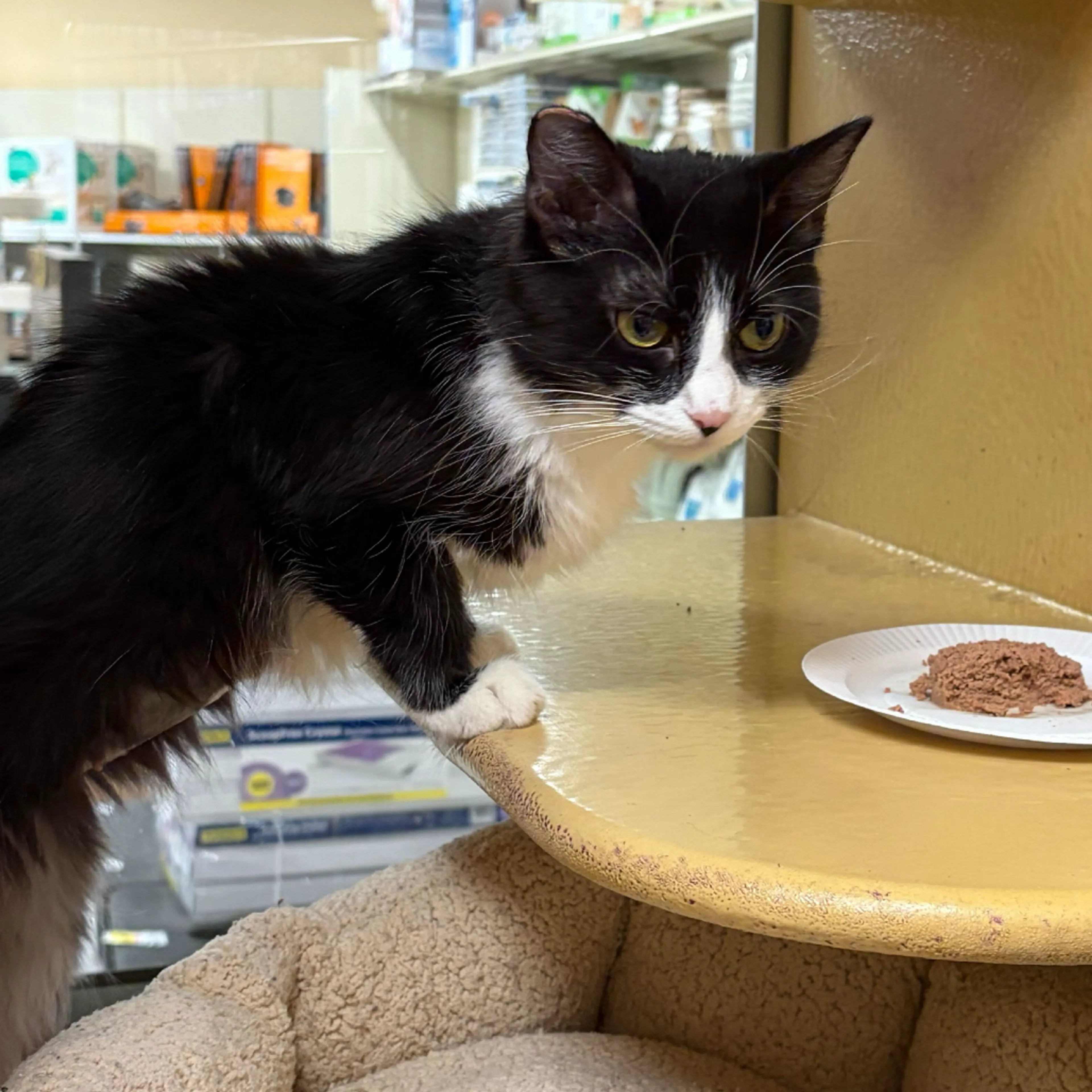 Found pet-1