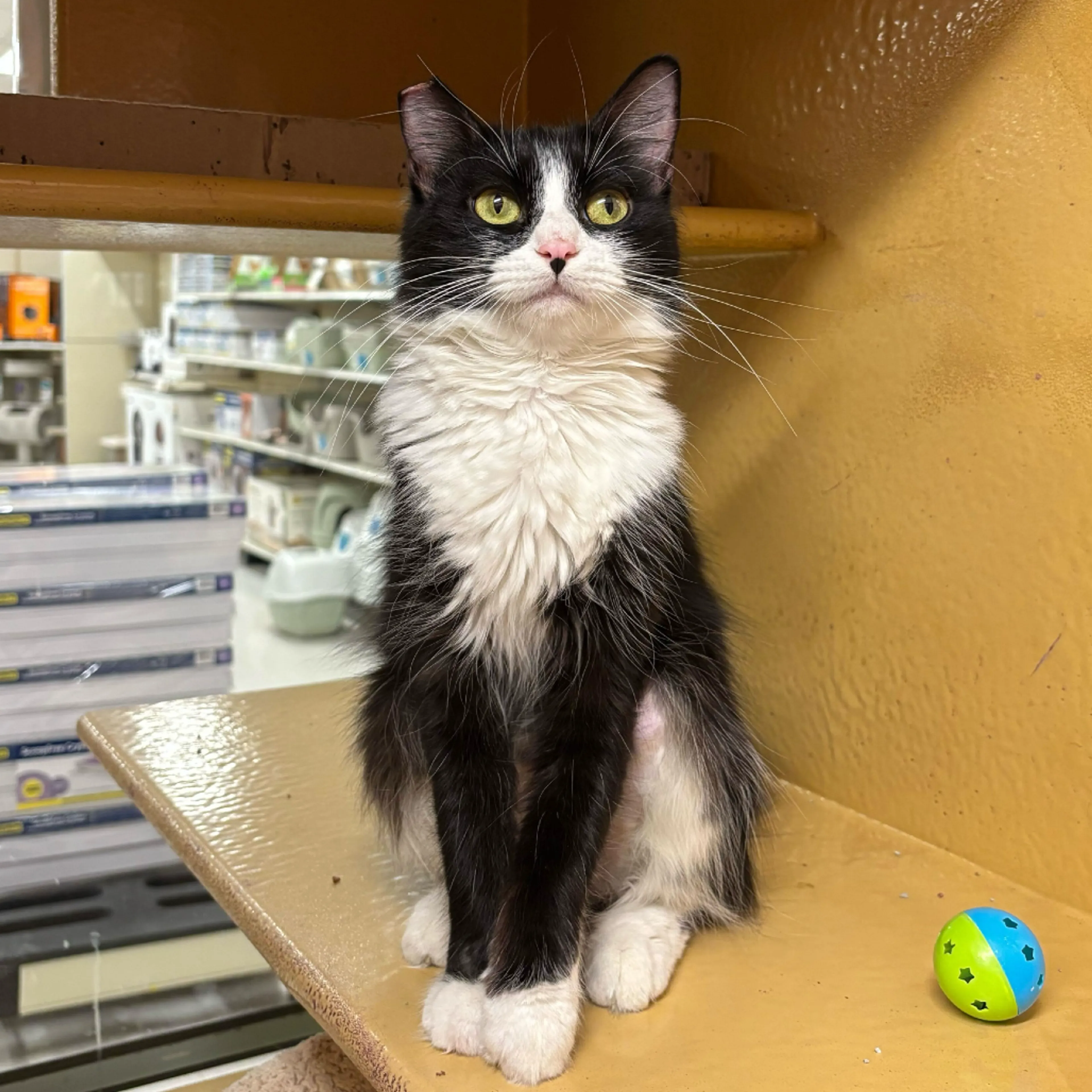 Found pet-2
