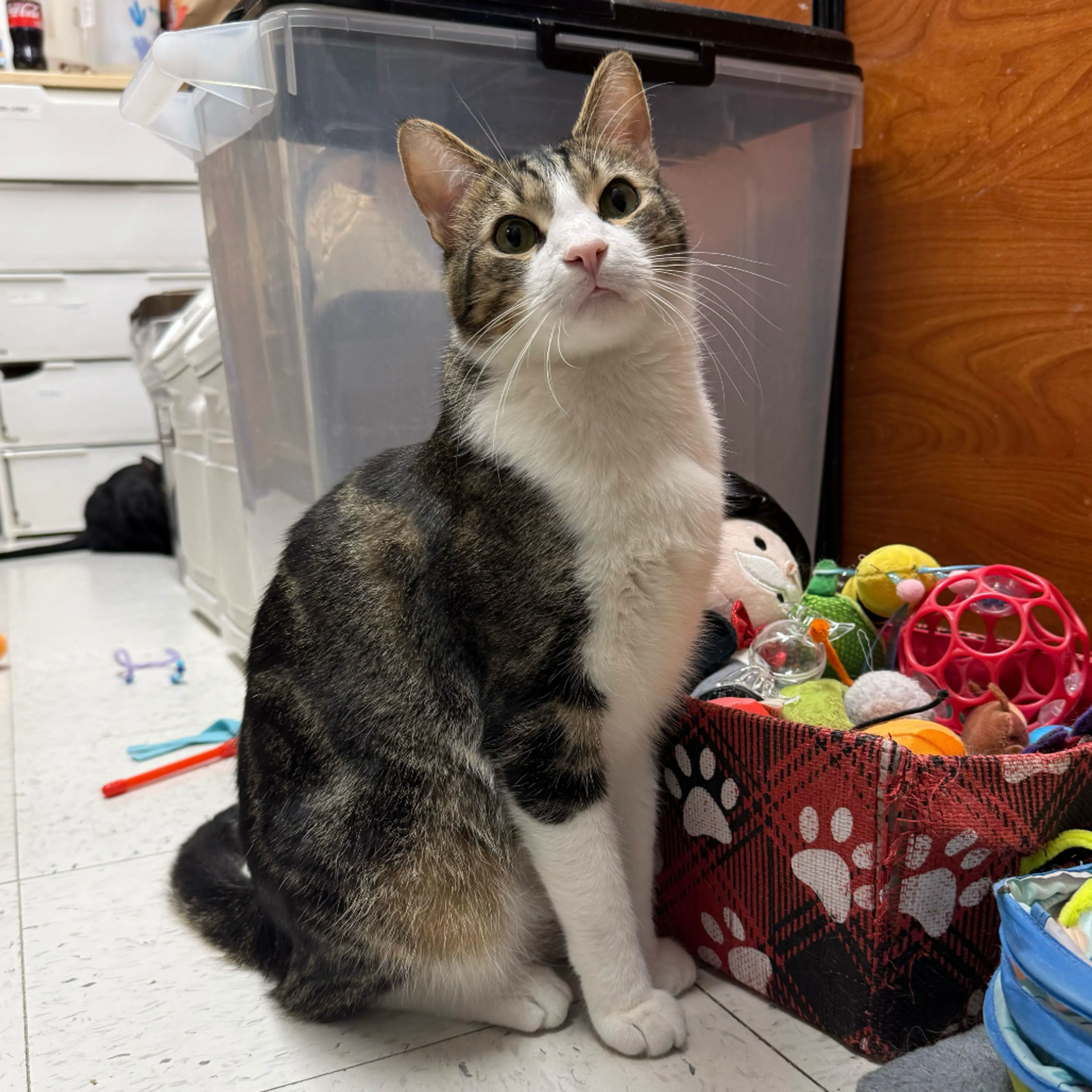 Found pet-22