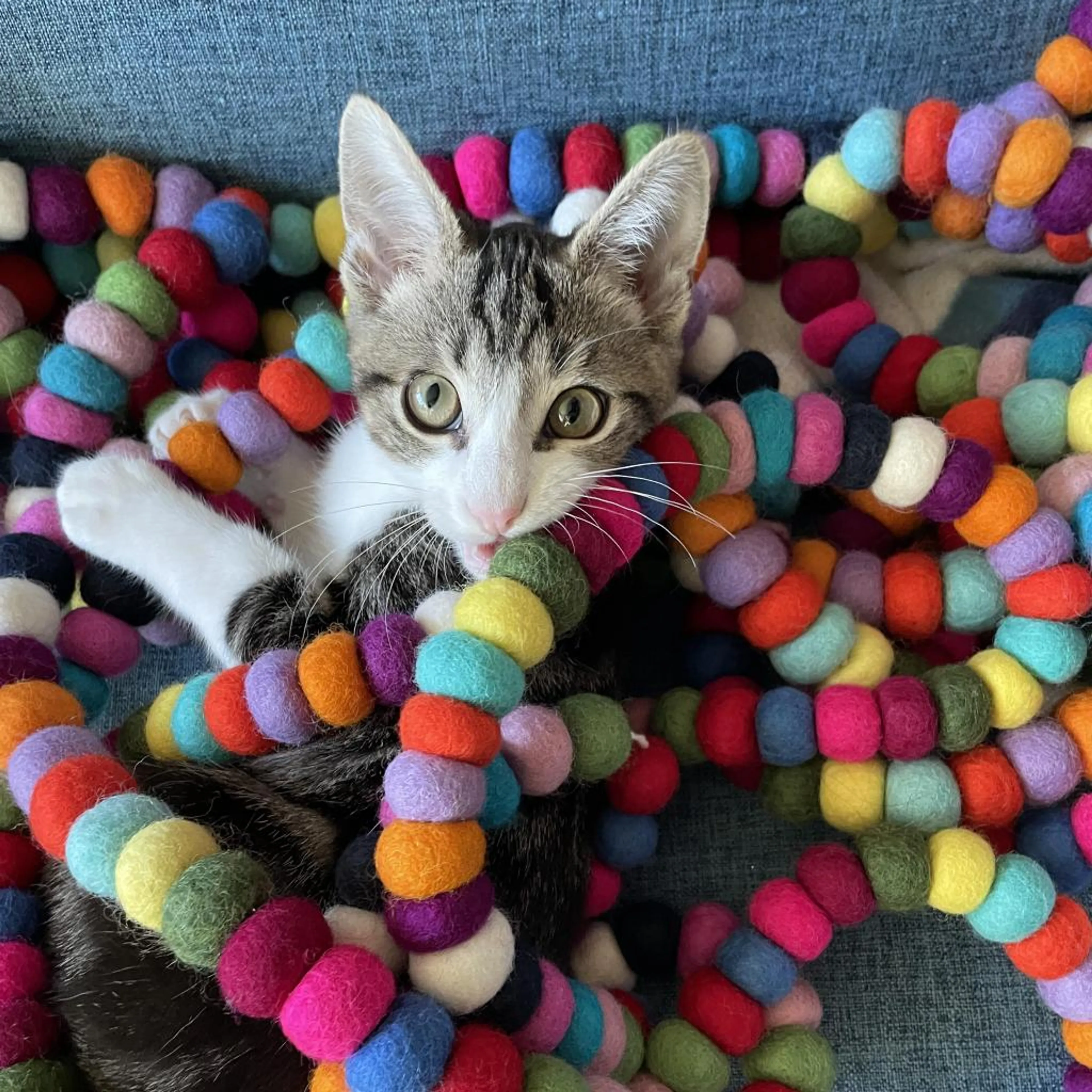 Found pet-1
