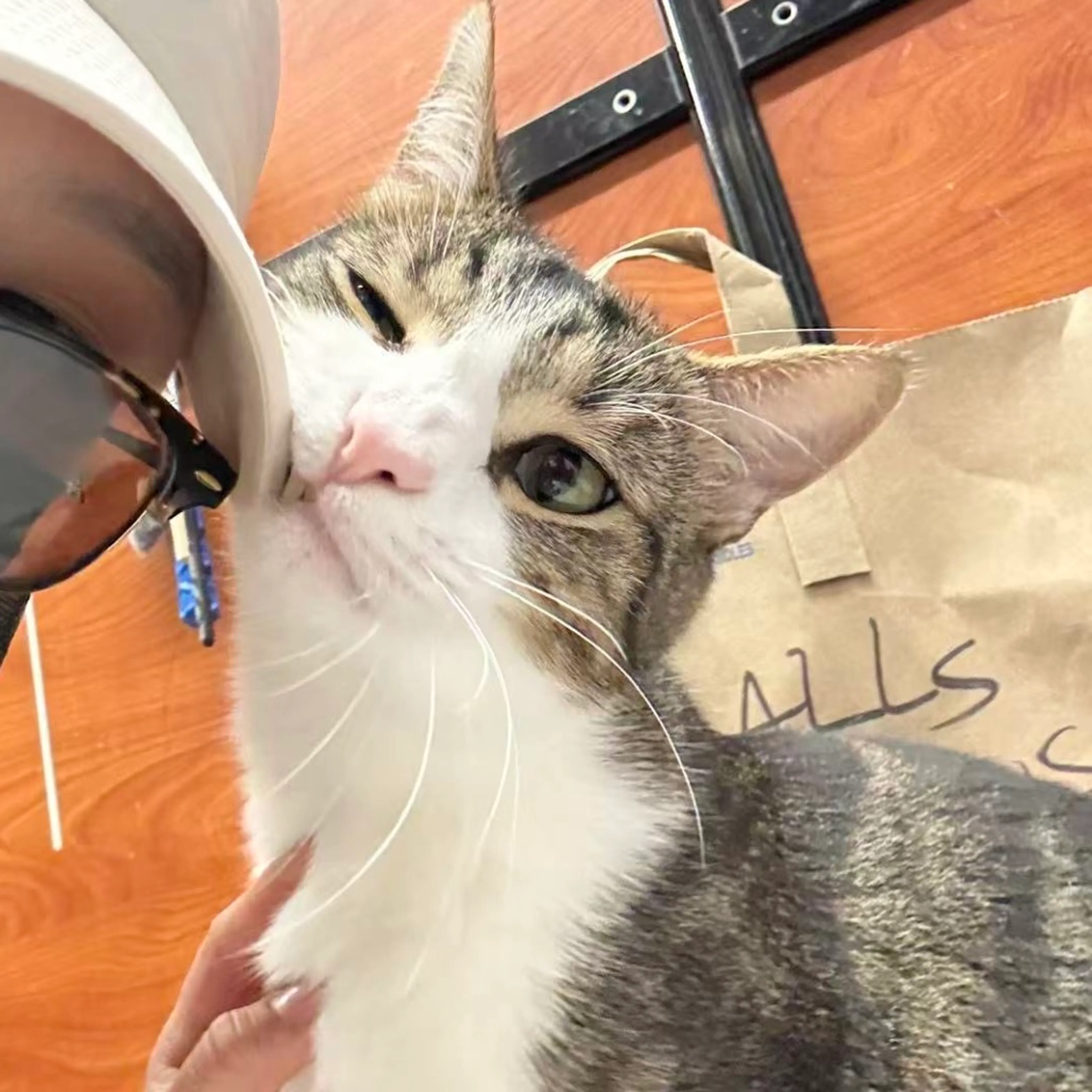 Found pet-18