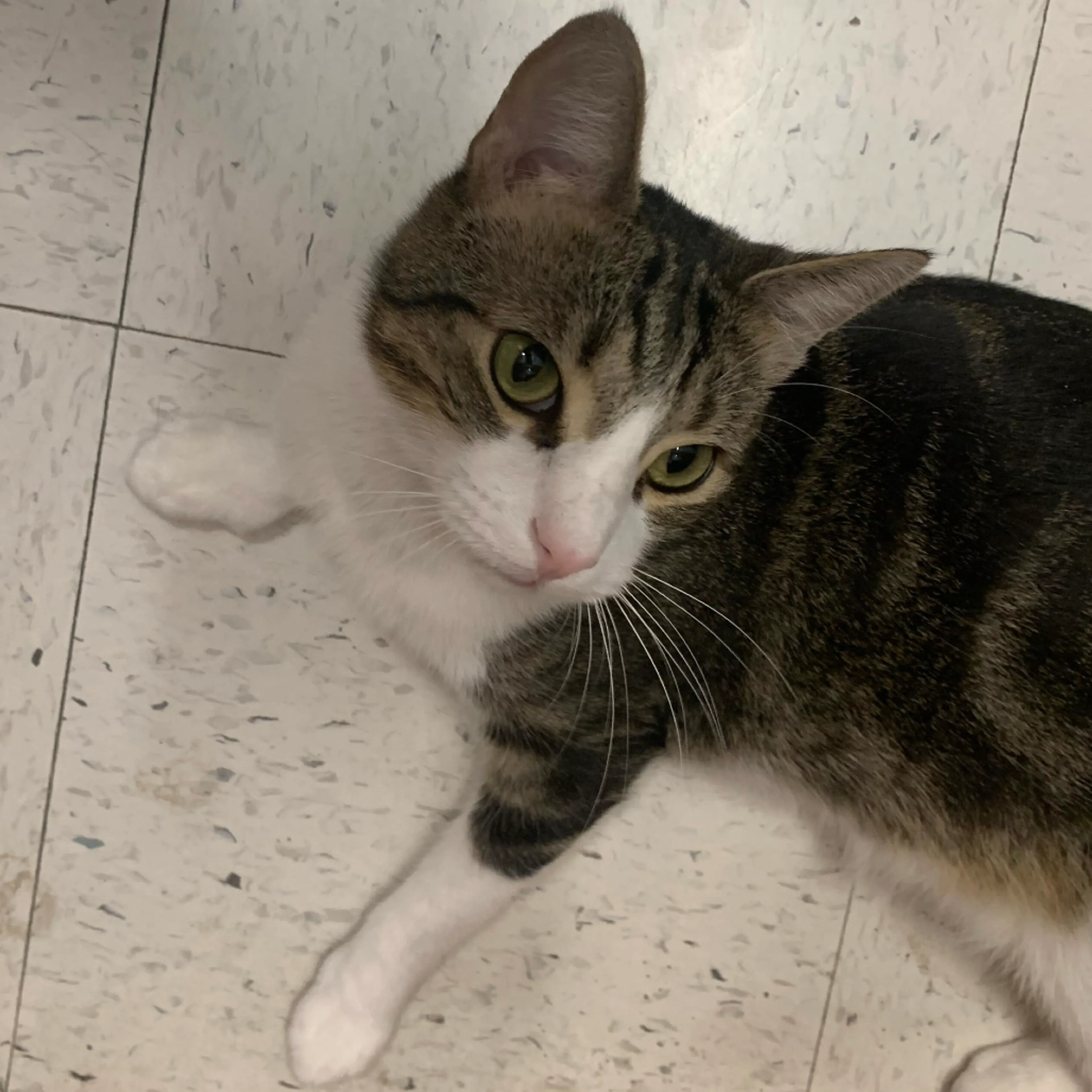 Found pet-19