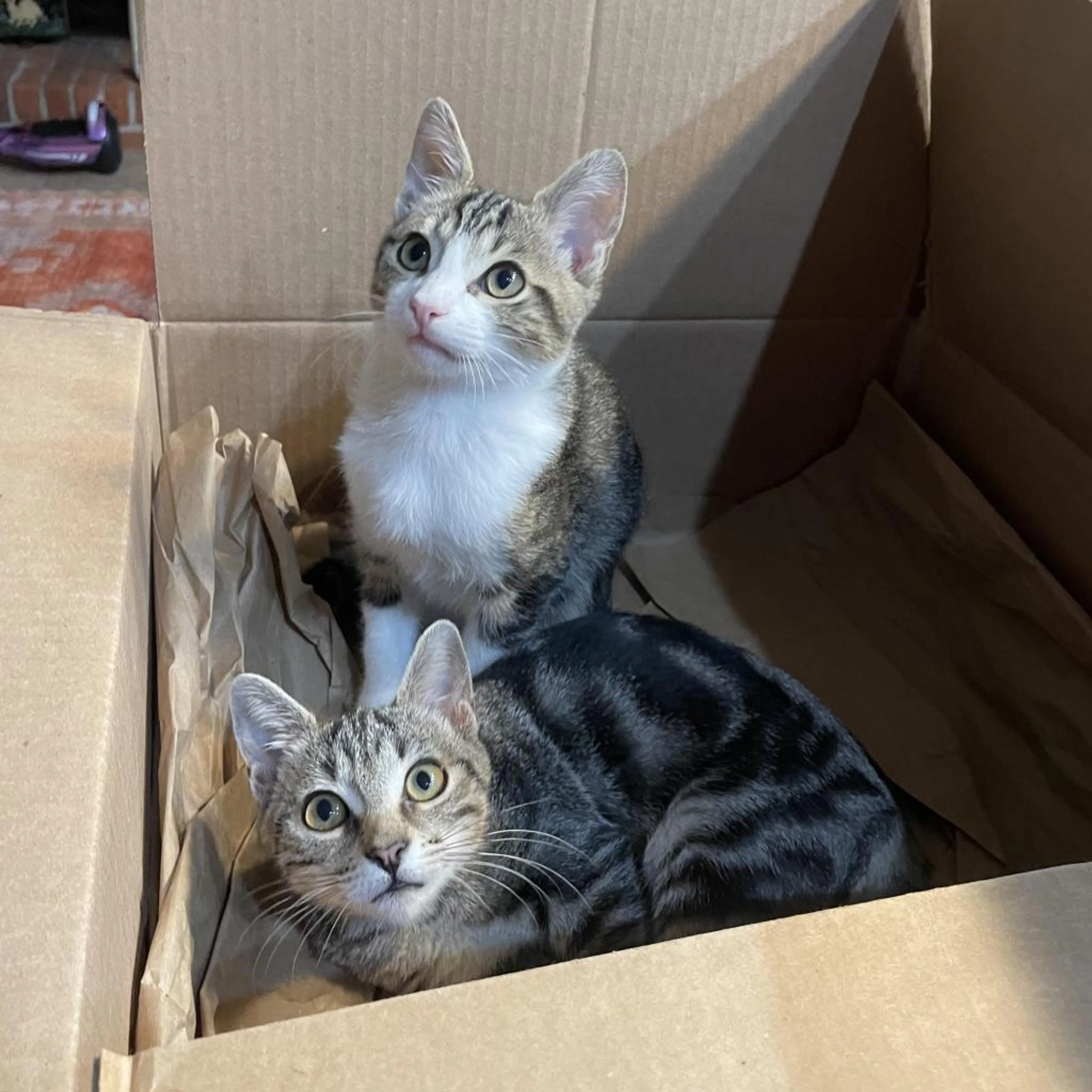 Found pet-2