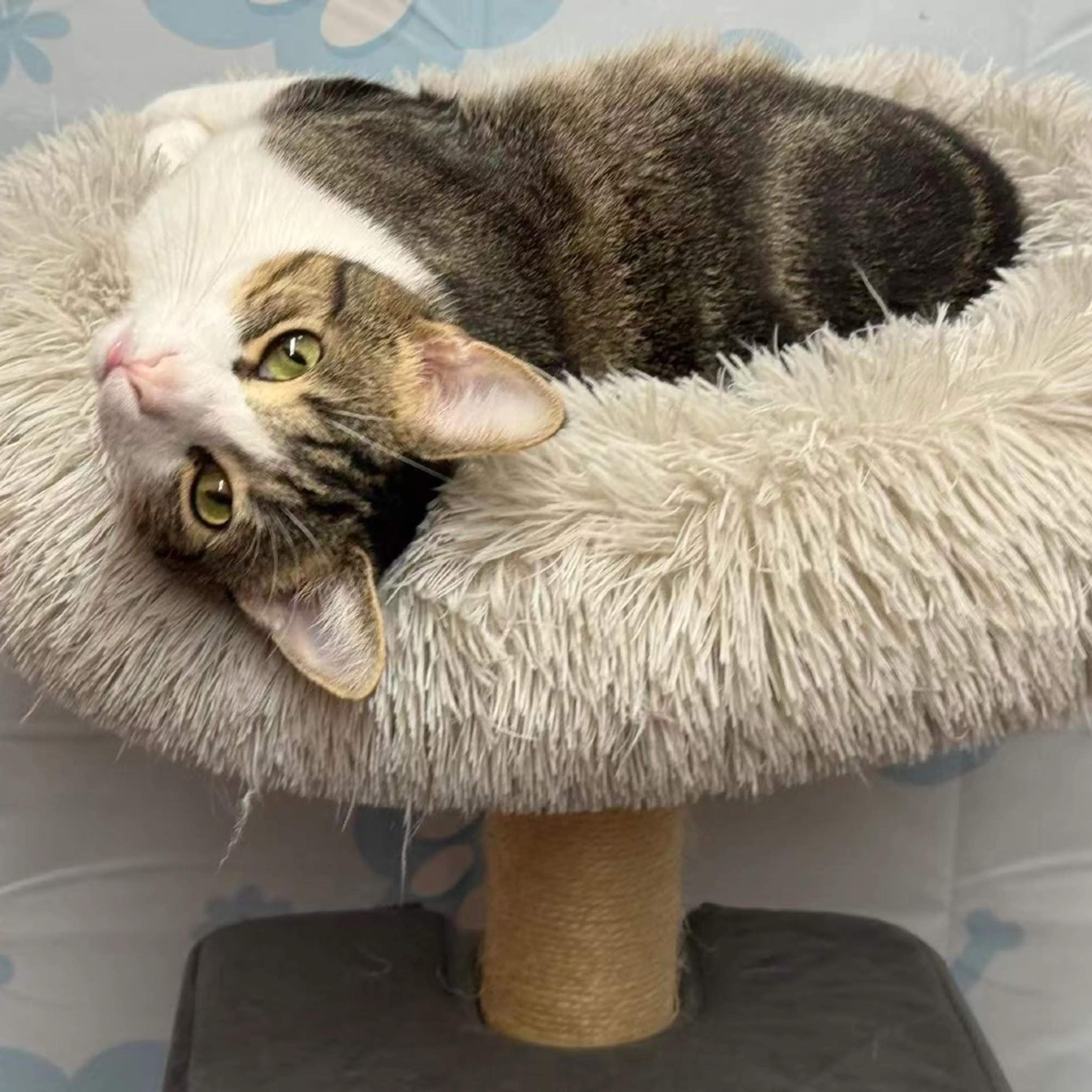 Found pet-0