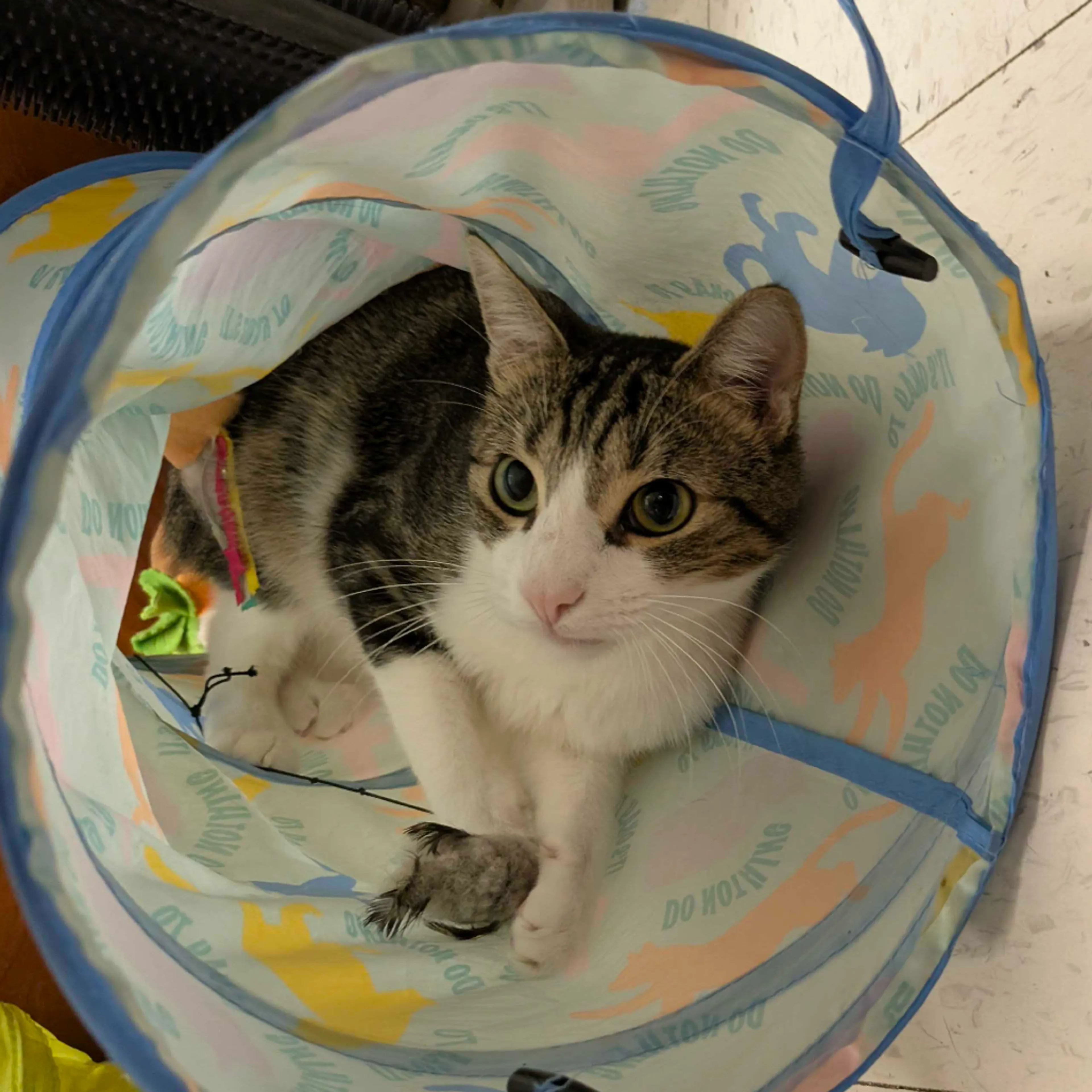 Found pet-20
