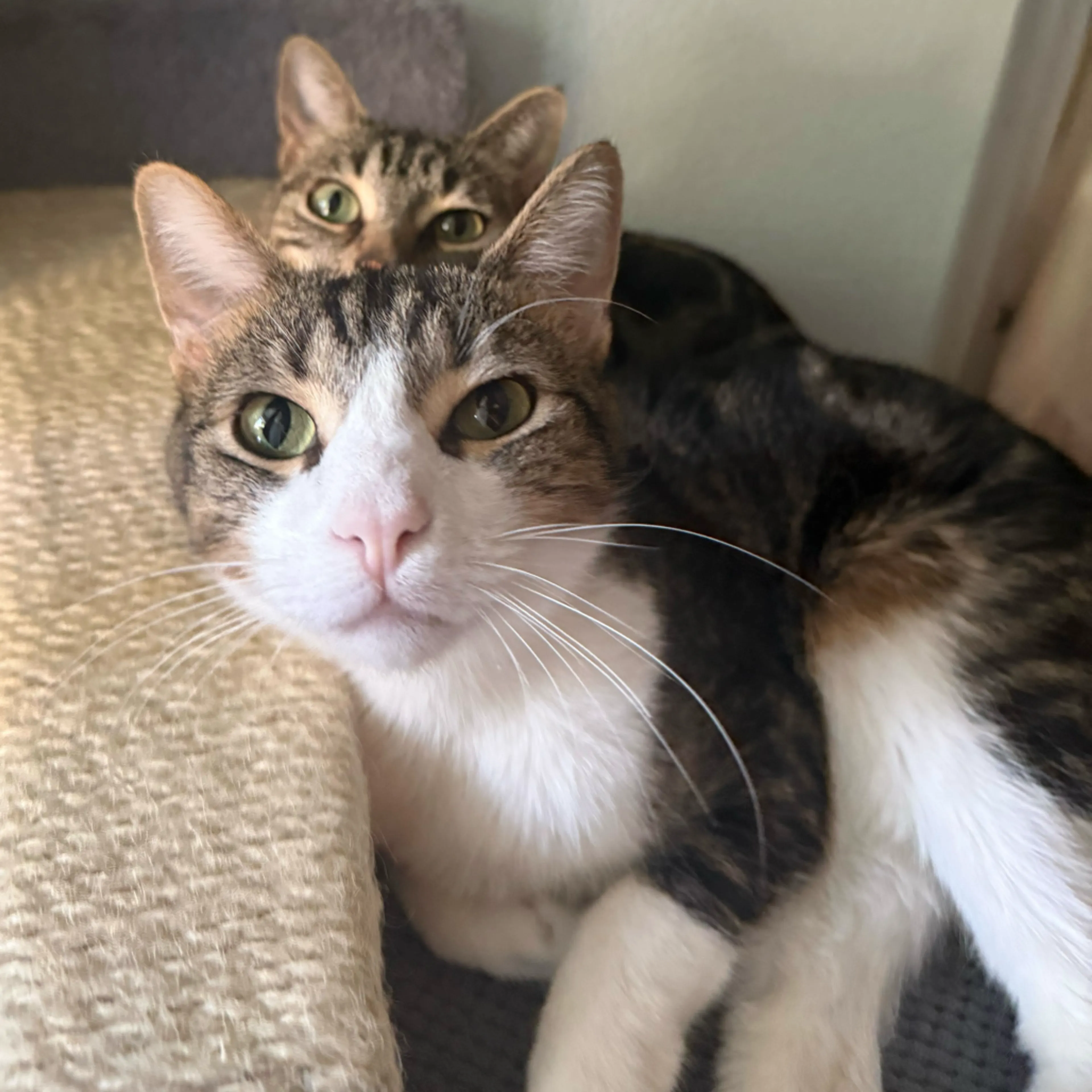 Found pet-8