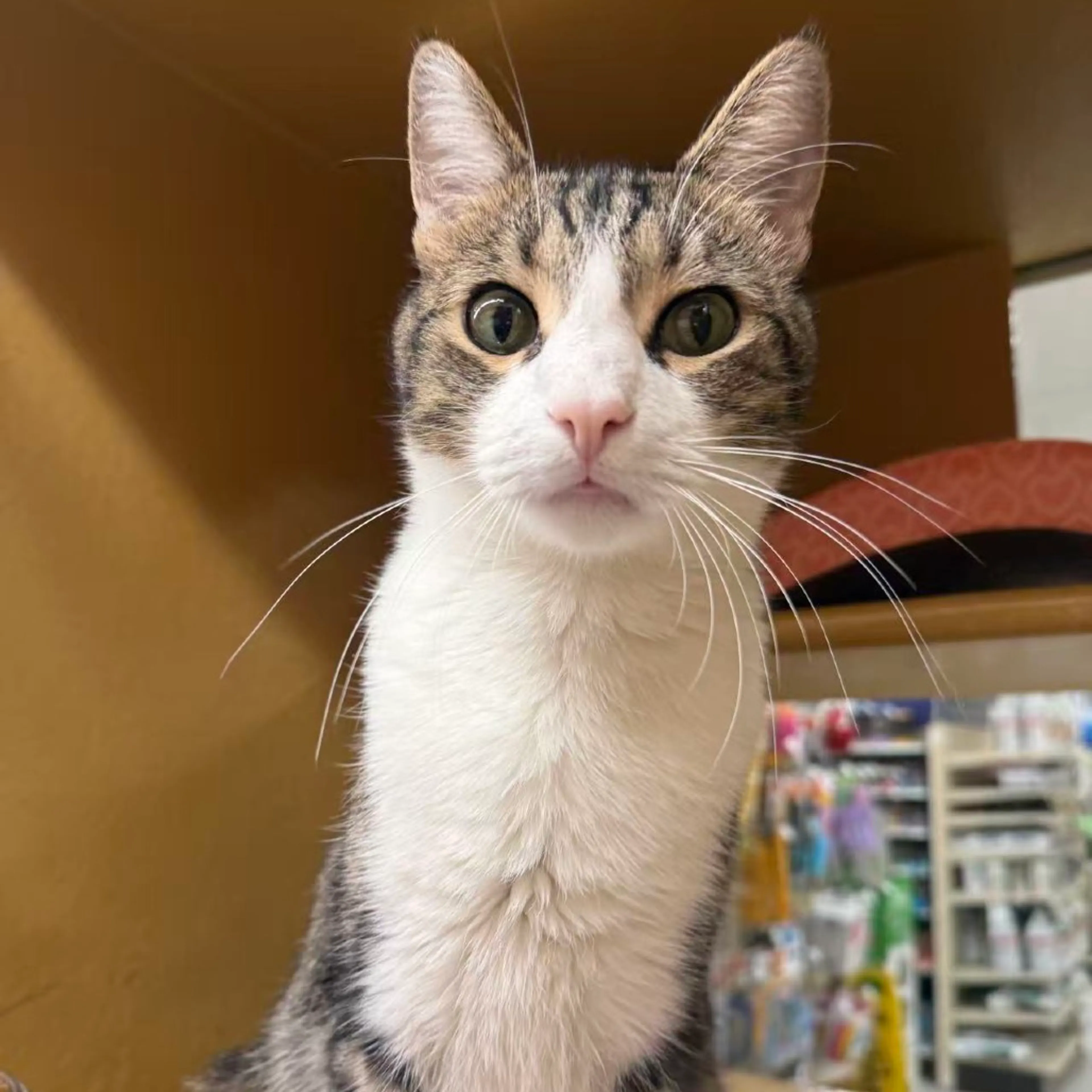 Found pet-24