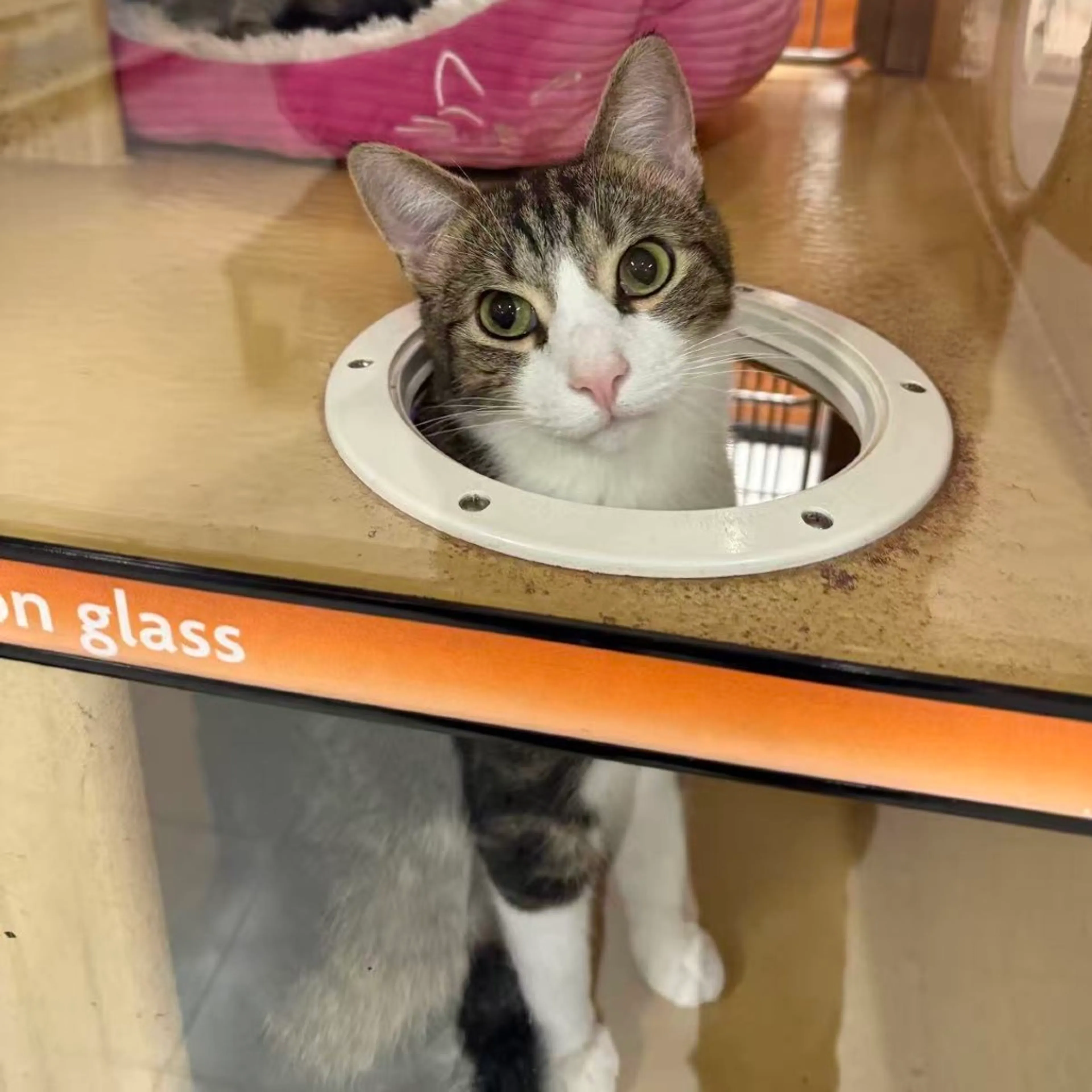 Found pet-16