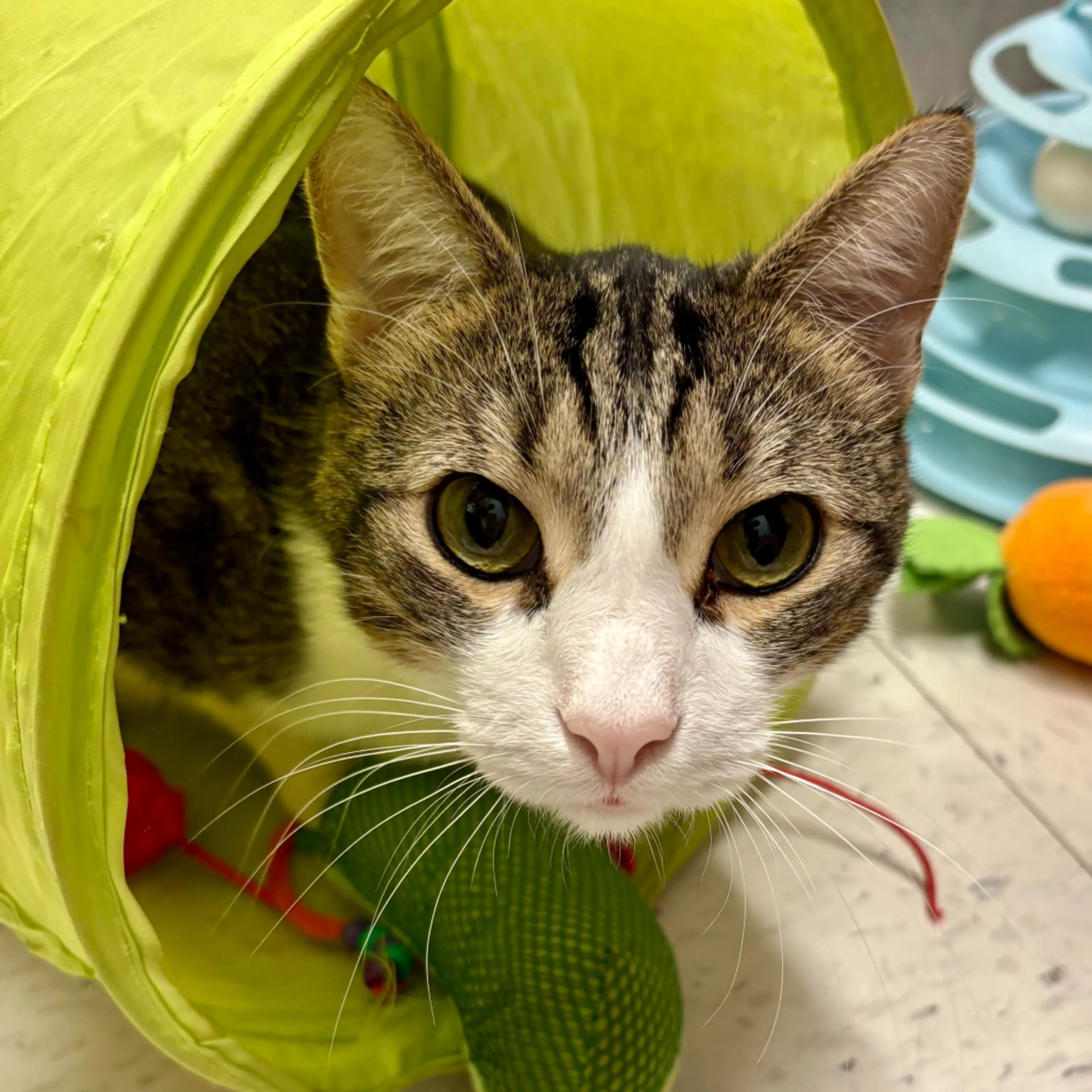 Found pet-21