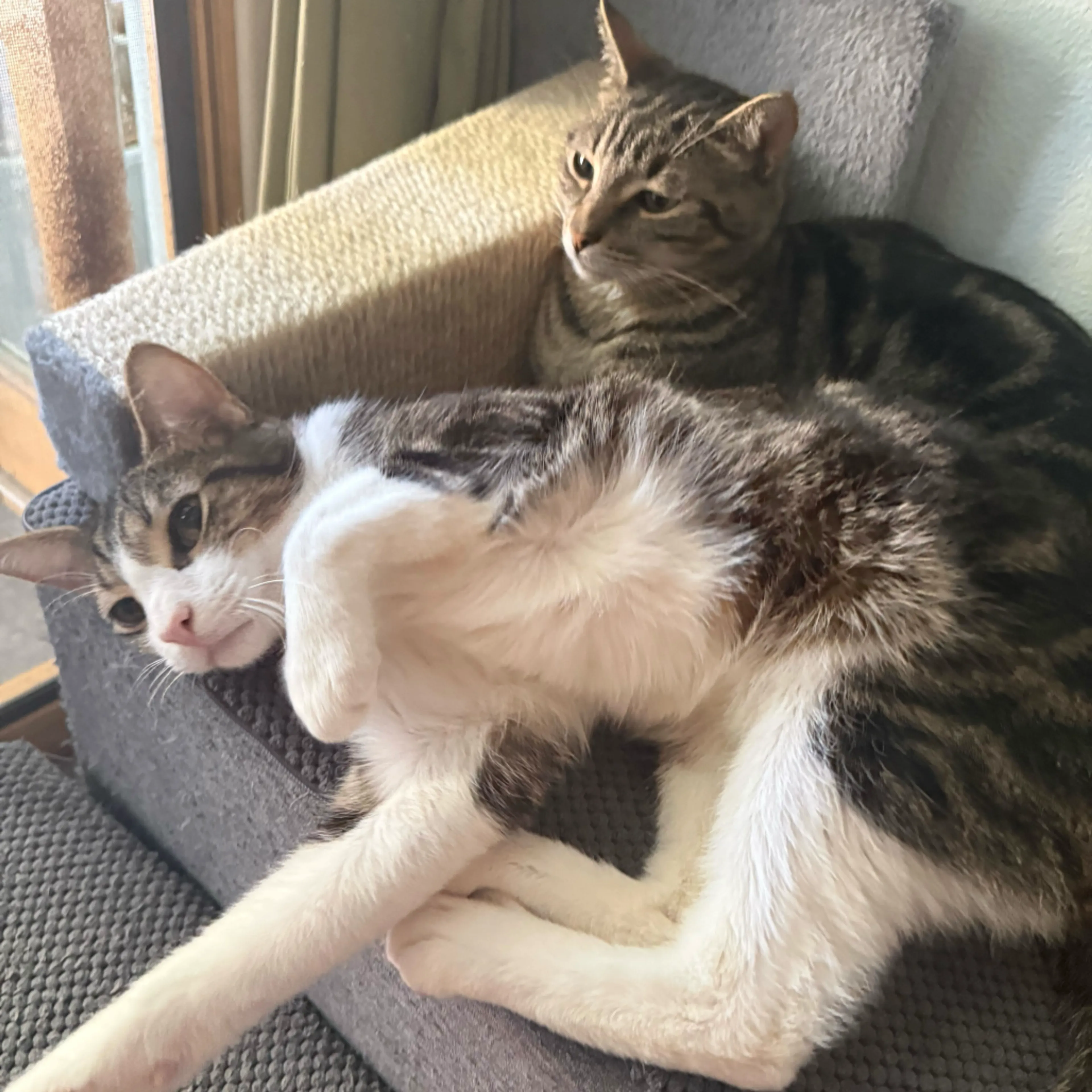 Found pet-10