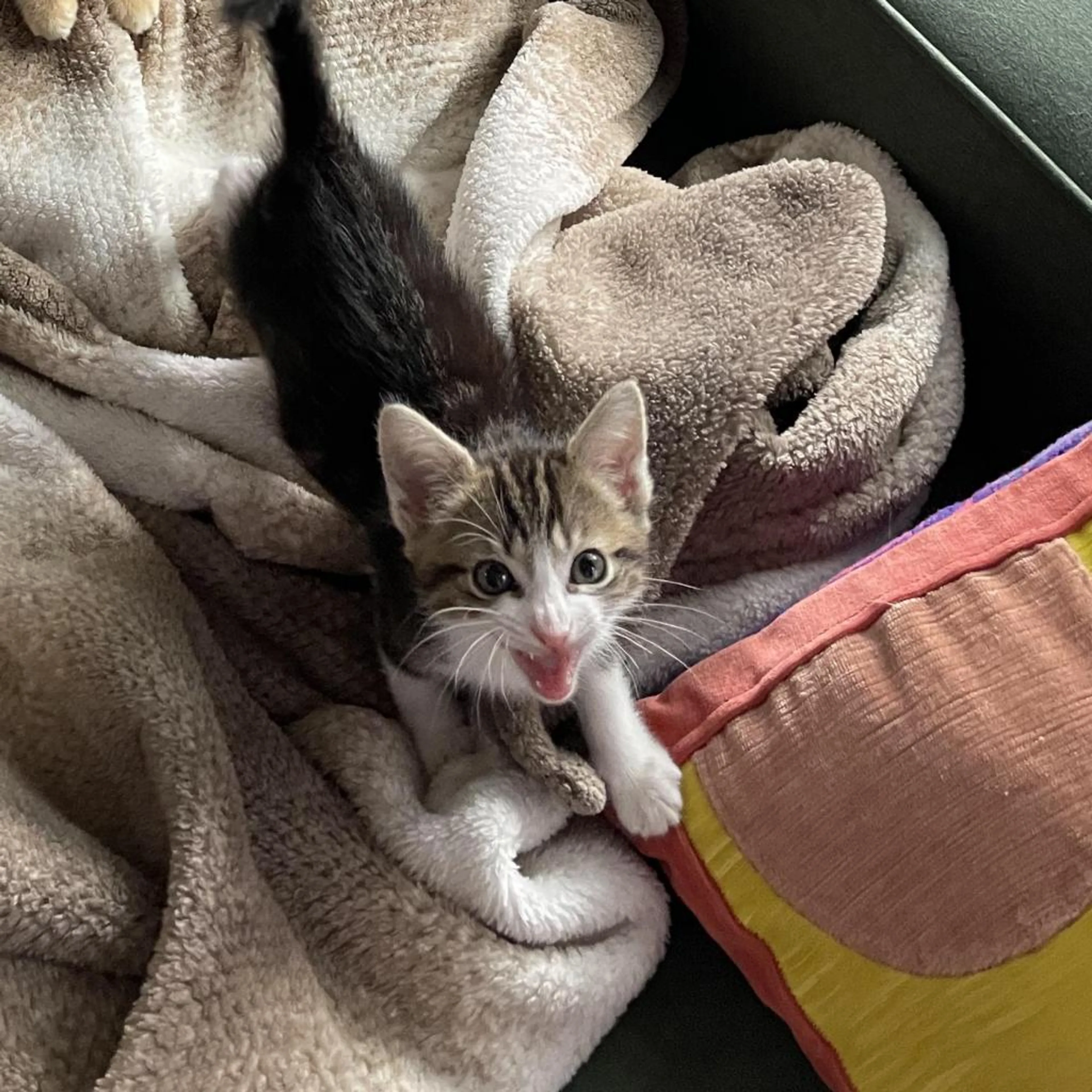 Found pet-4