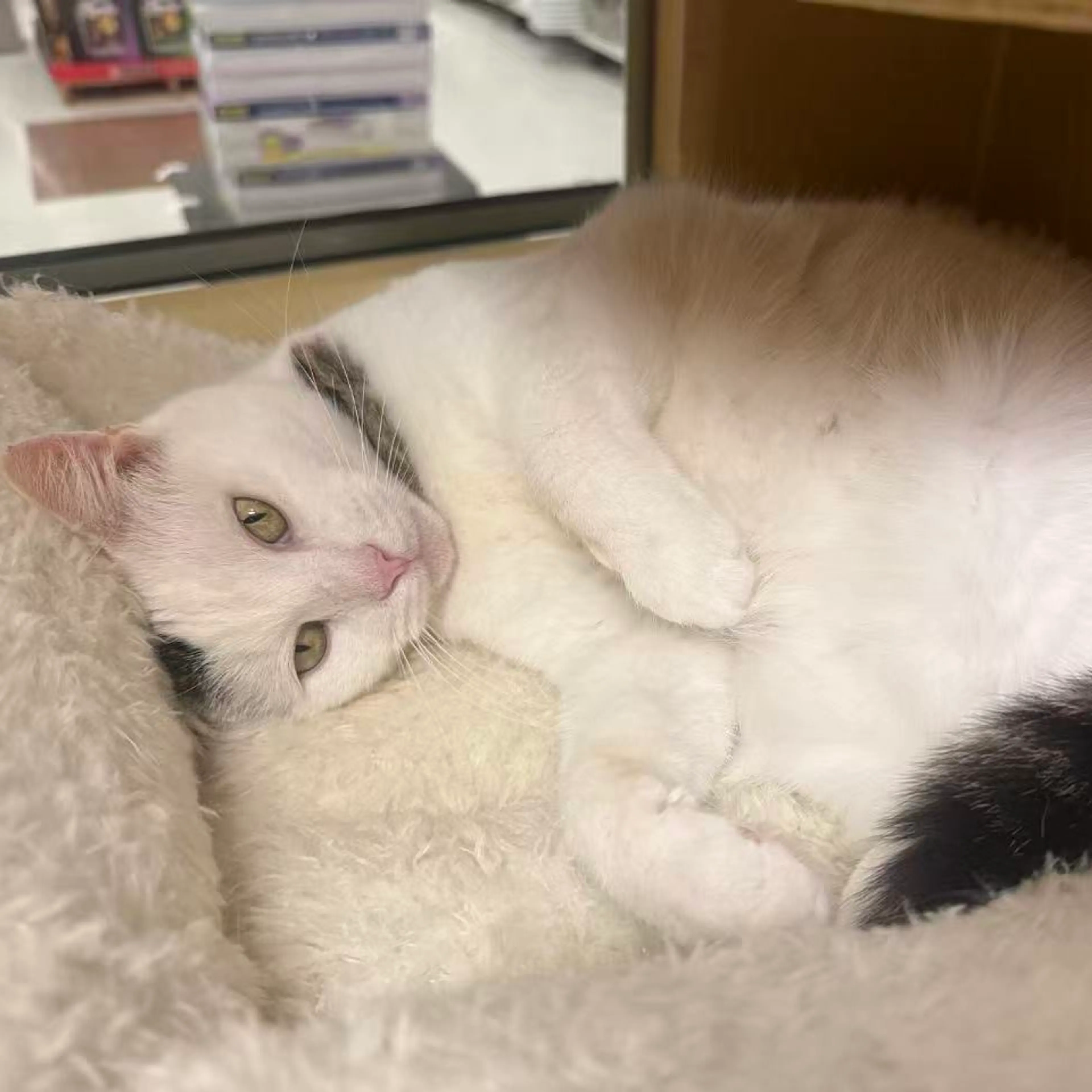 Found pet-17