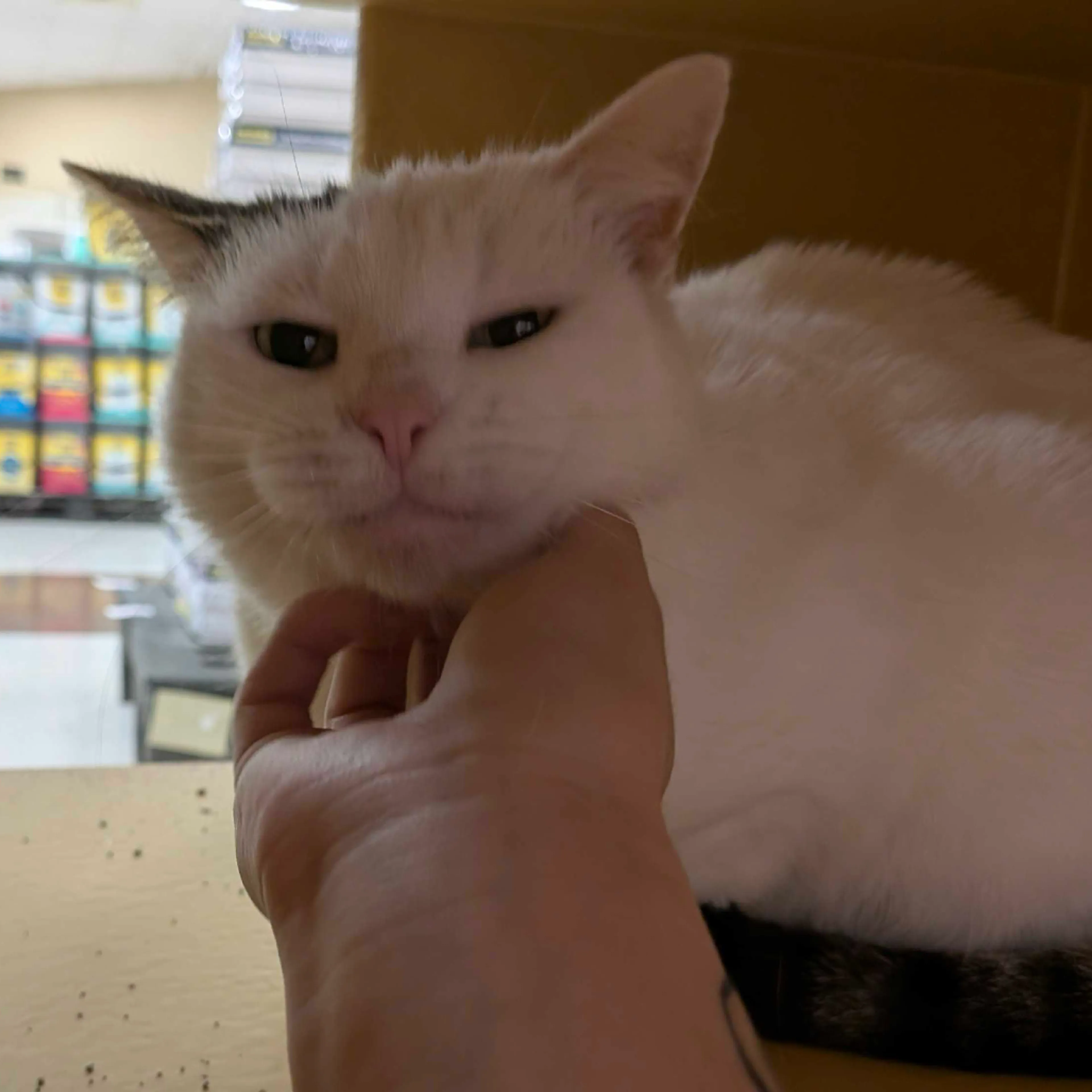 Found pet-5