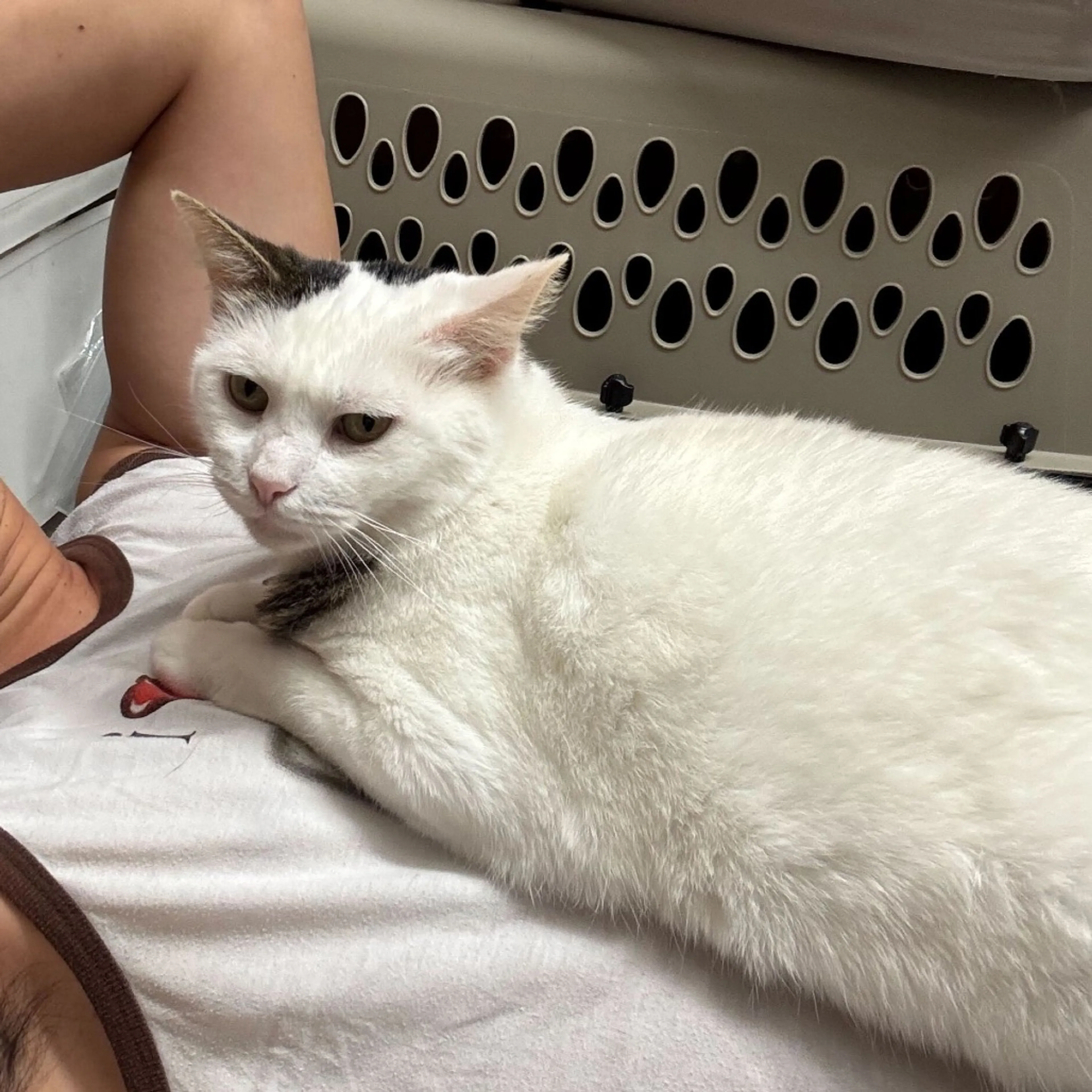 Found pet-14