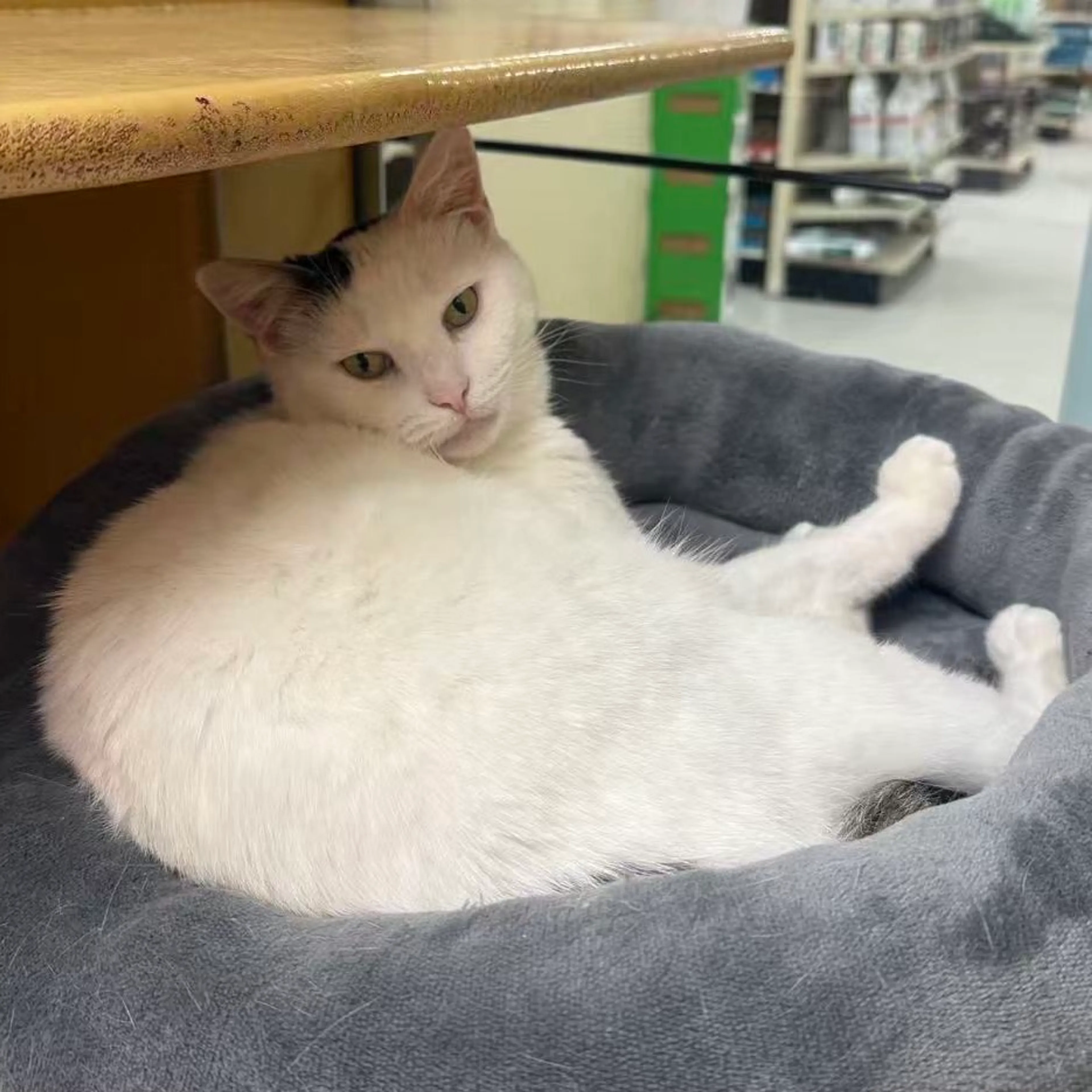 Found pet-20