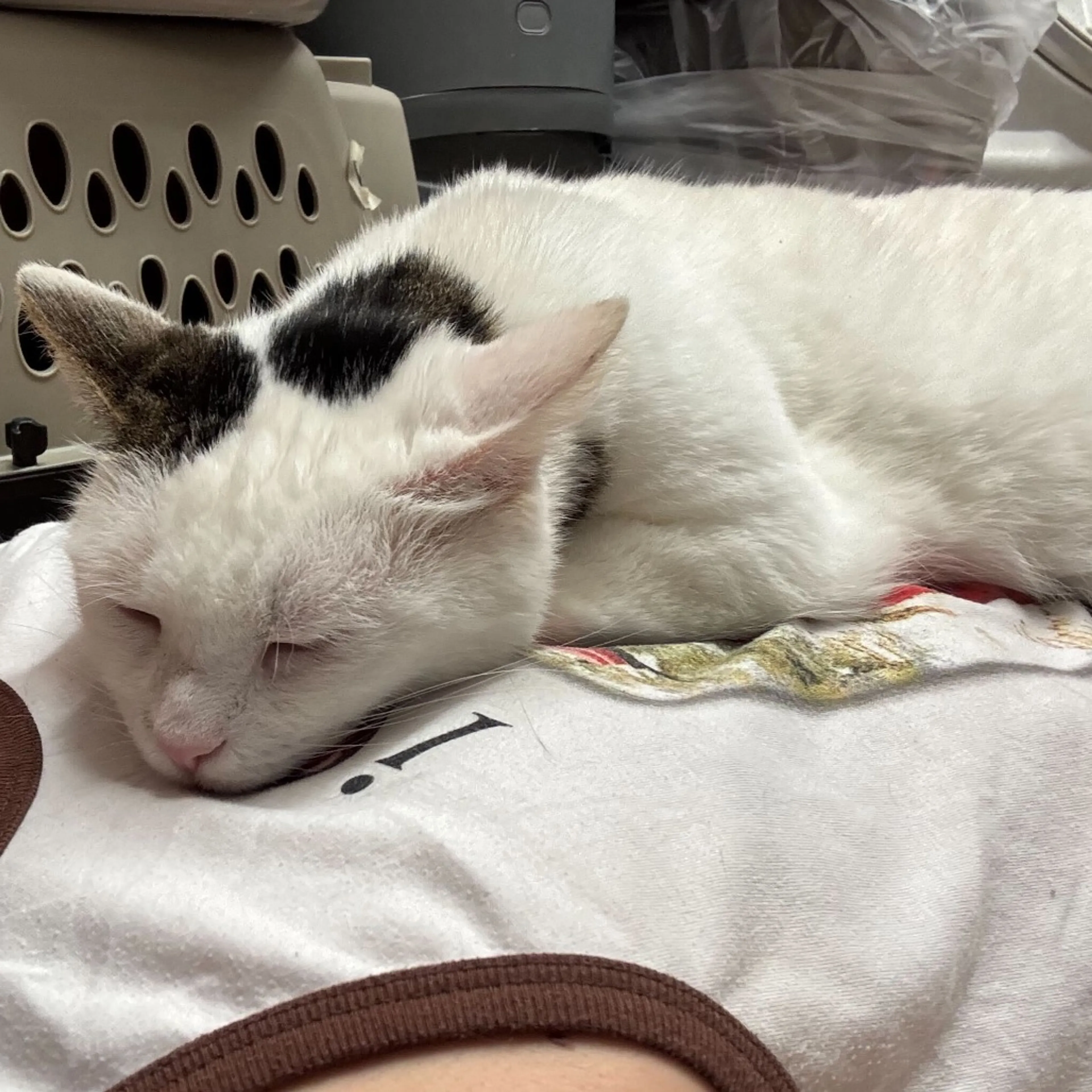 Found pet-13