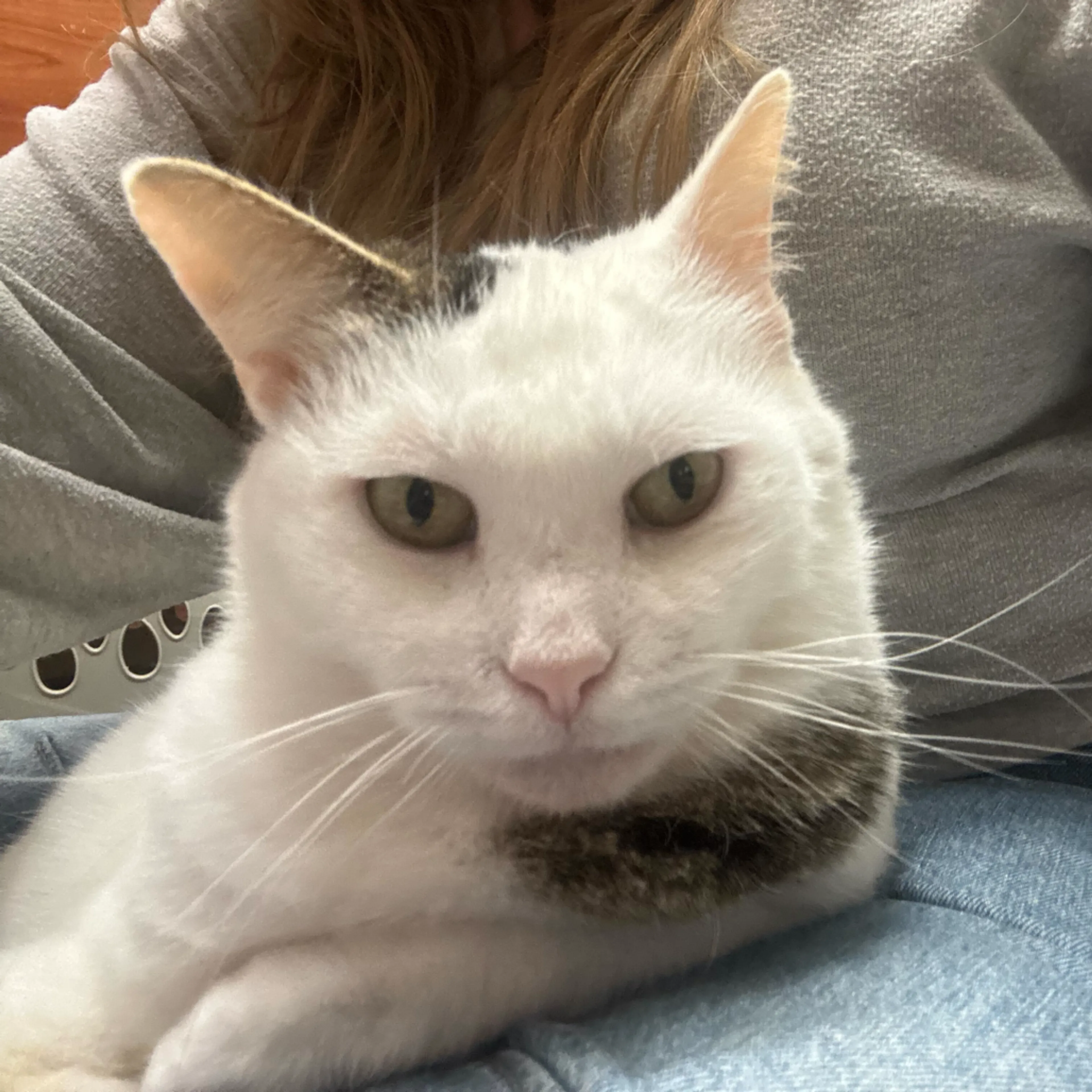 Found pet-9
