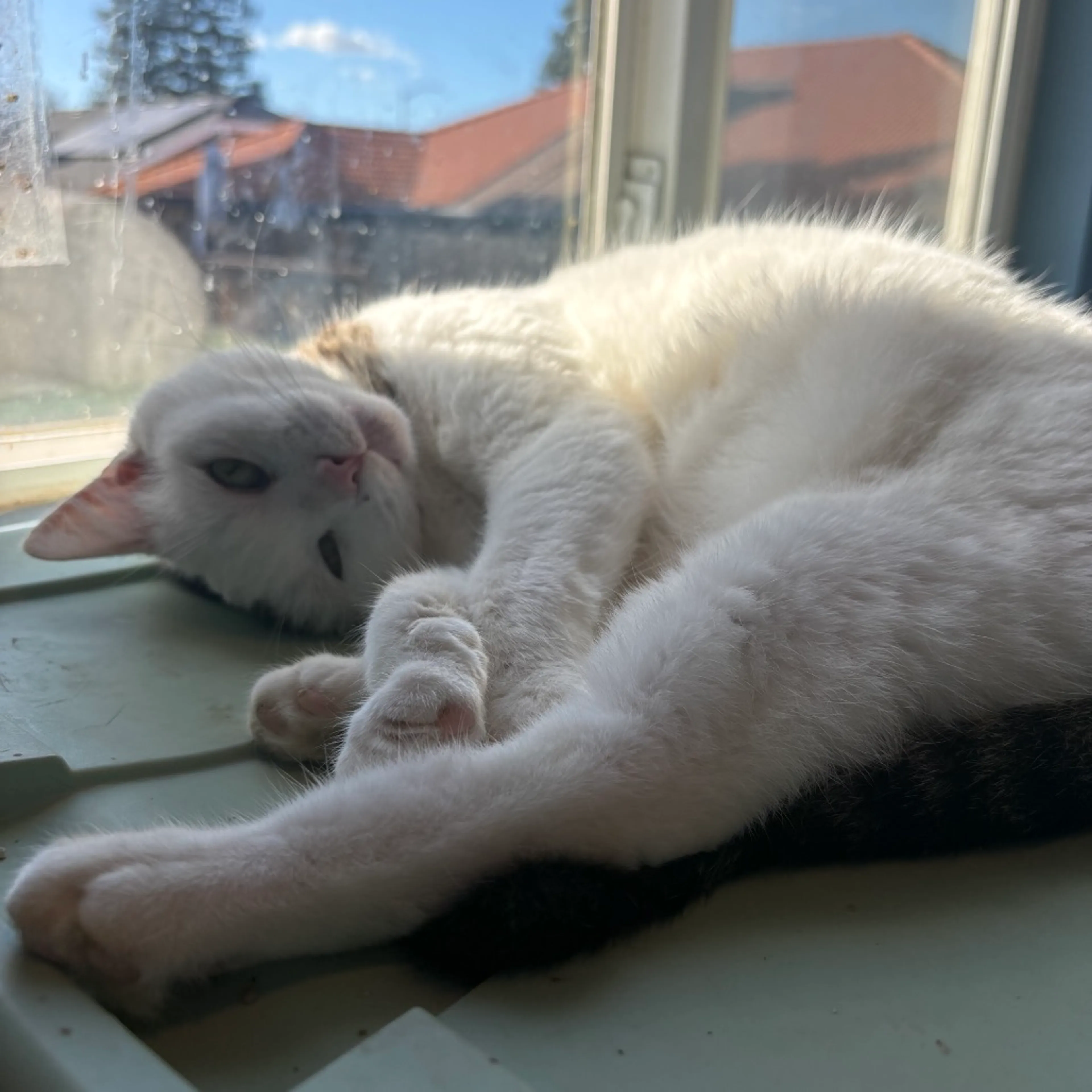 Found pet-1