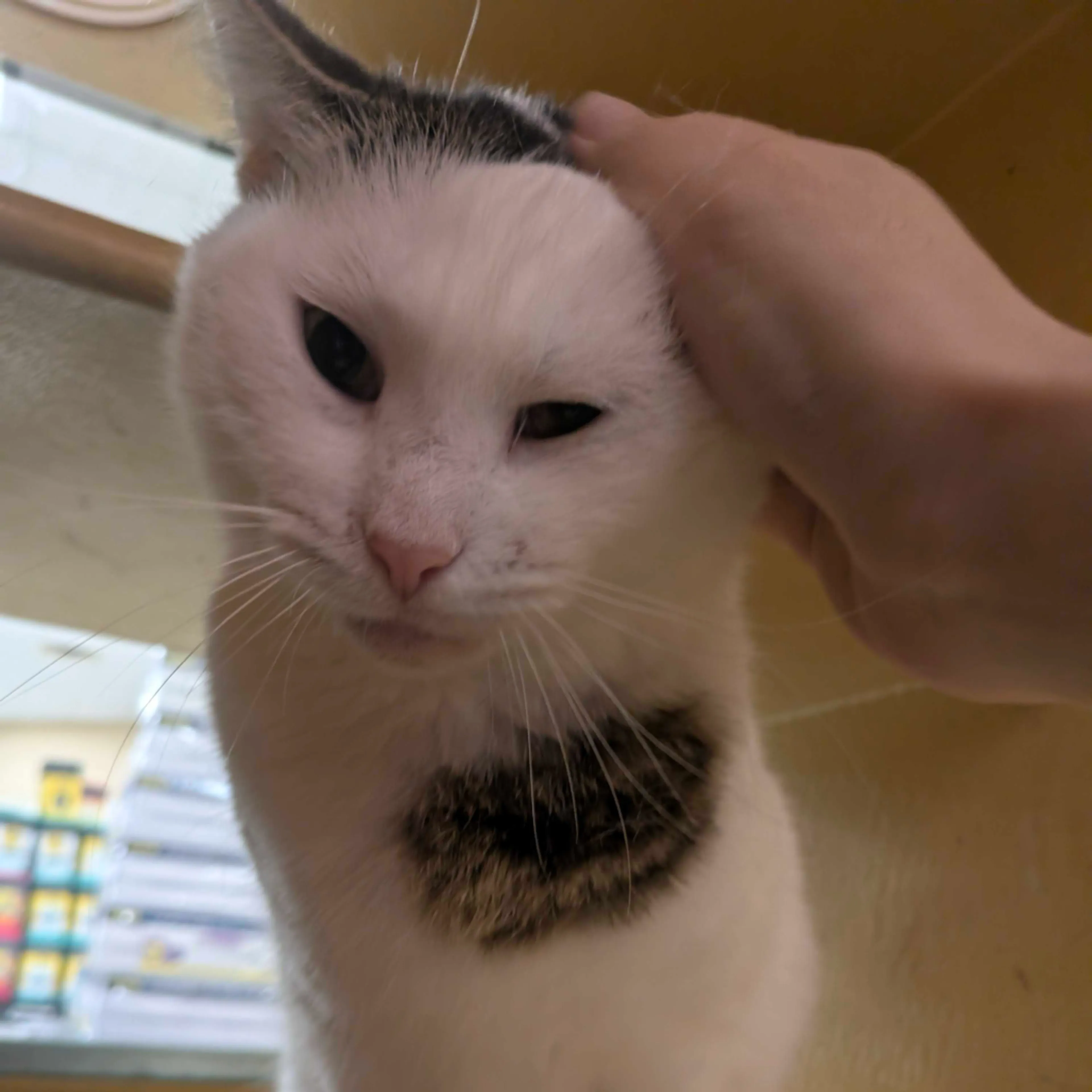 Found pet-4