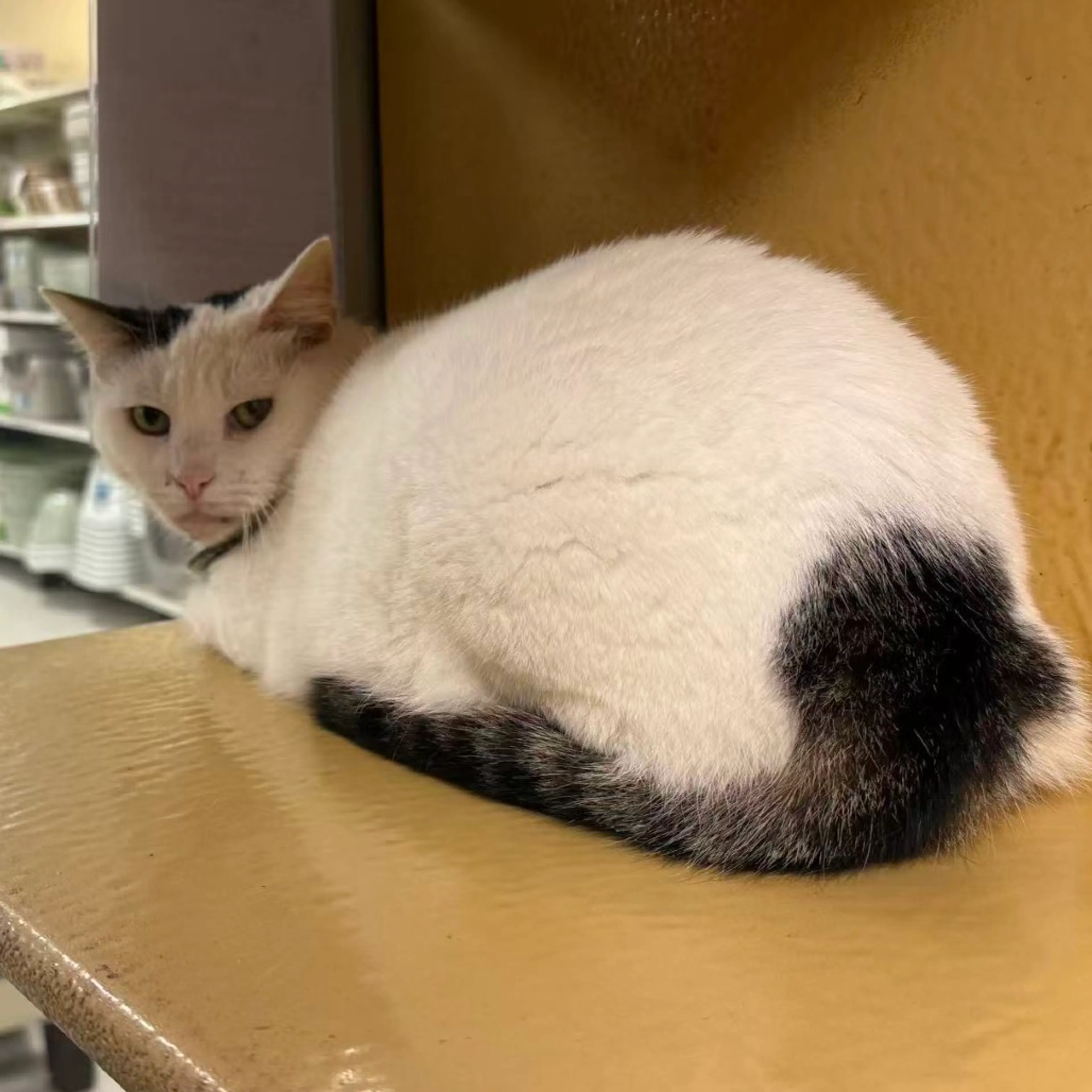 Found pet-3