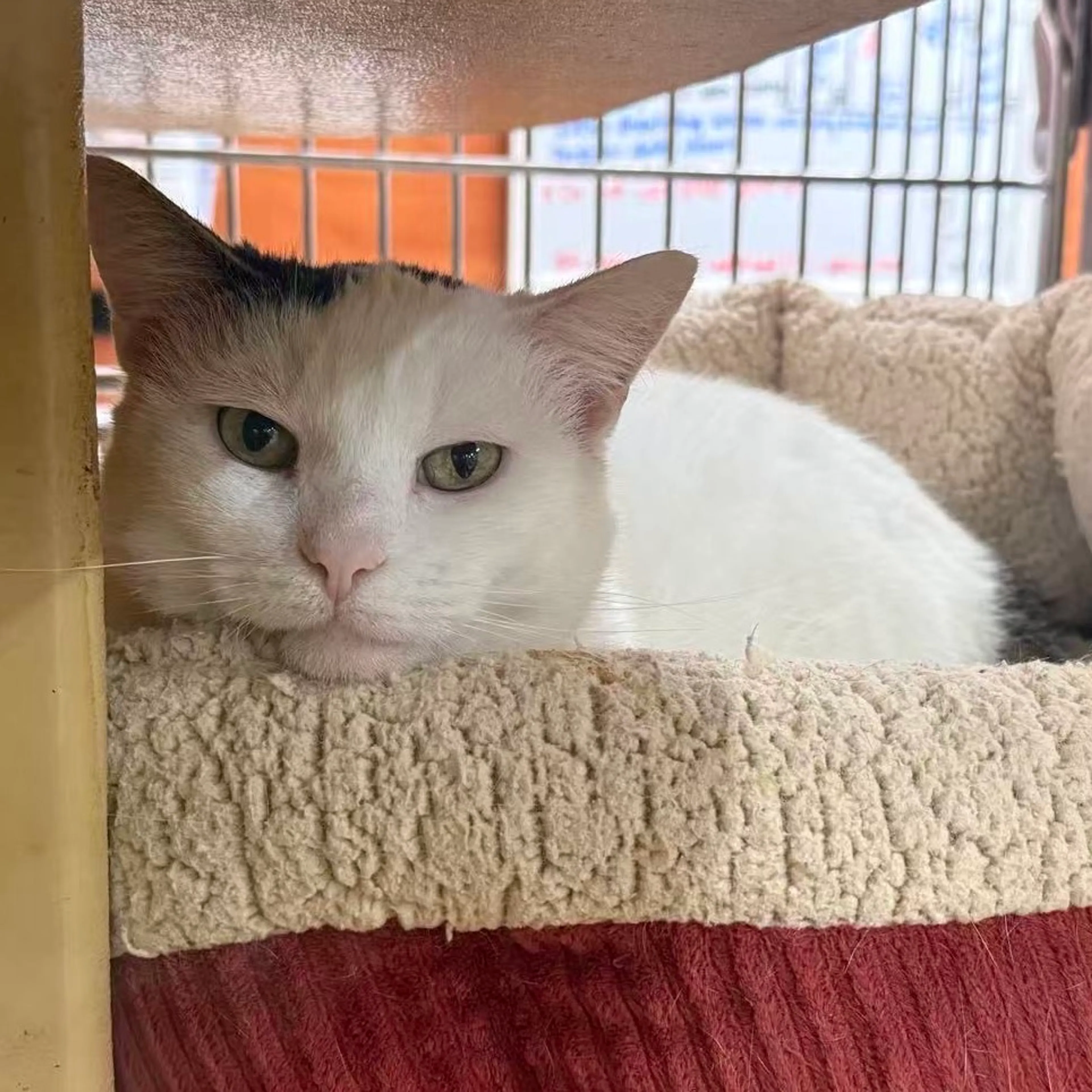 Found pet-7